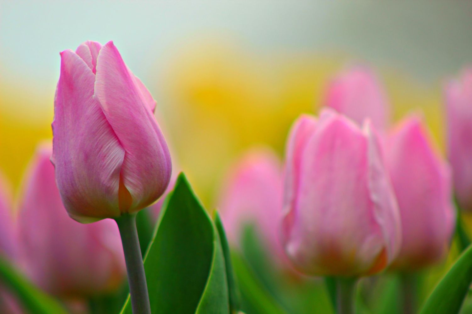 Tulip Photos.