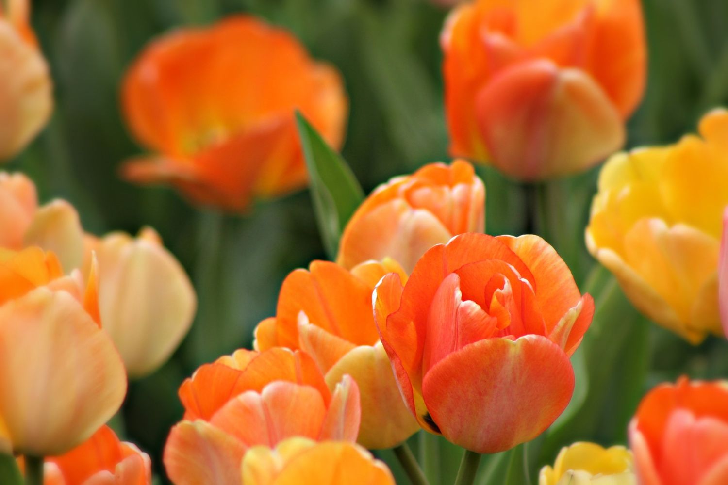Tulip Photos.
