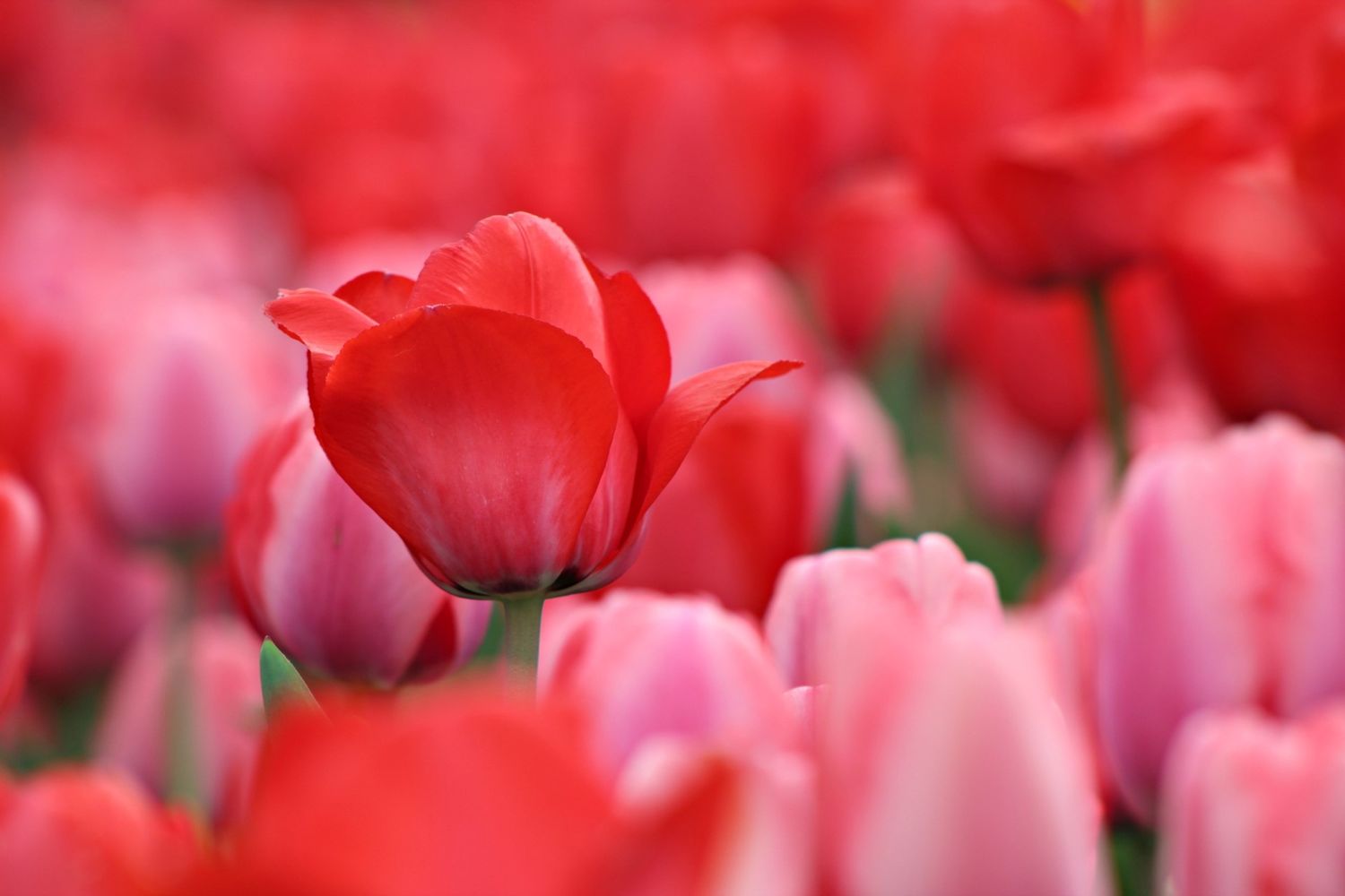 Tulip Photos.