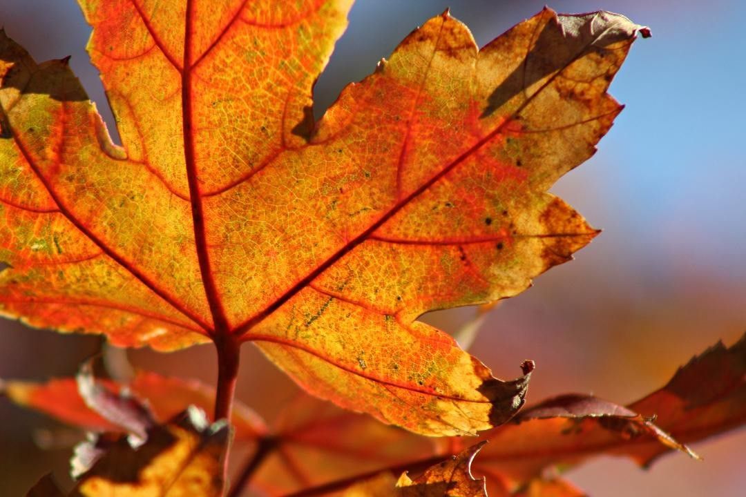 Fall Leaf Up Close Photo
