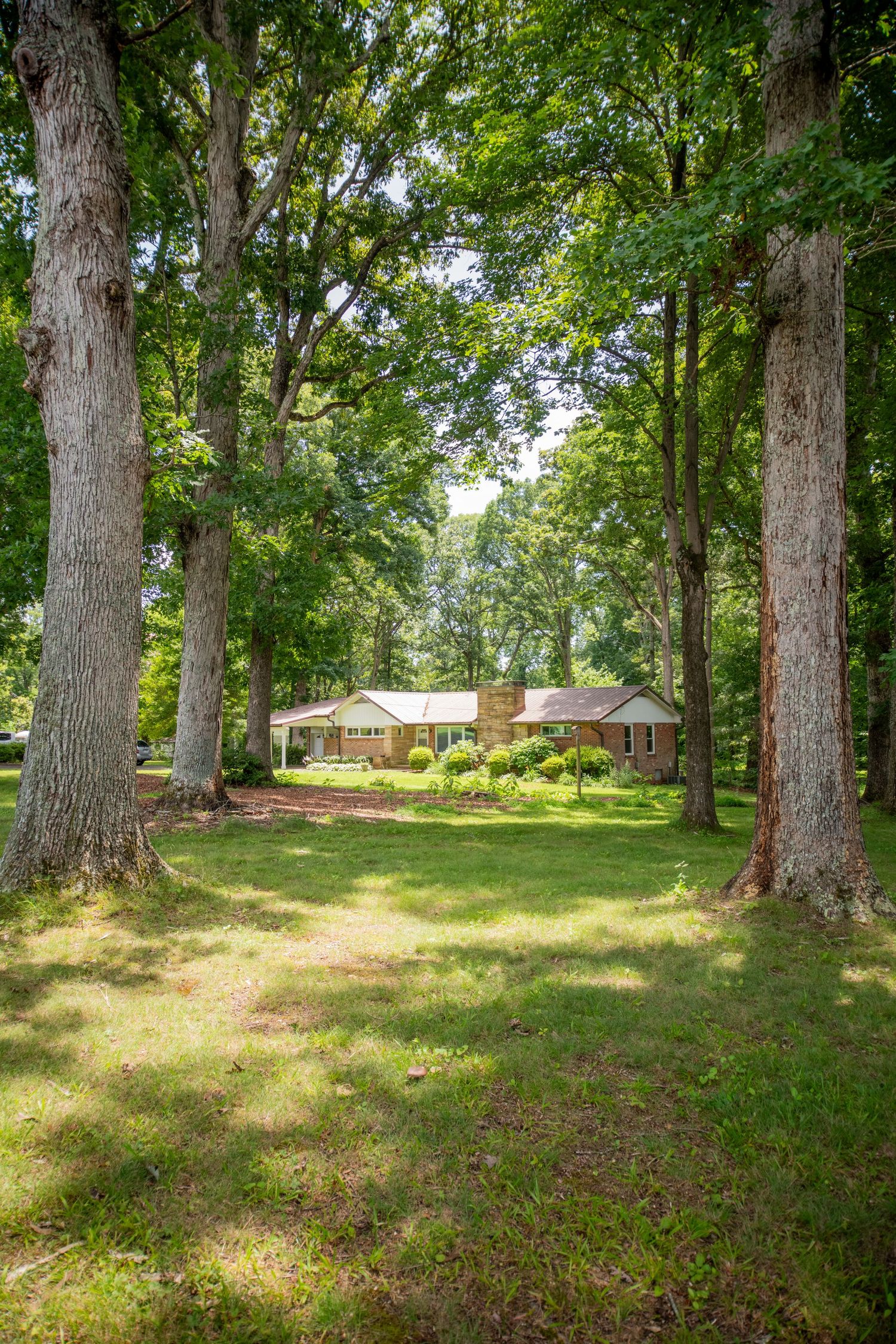 Wooded area with tall trees casting dappled sunlight on grassy ground.