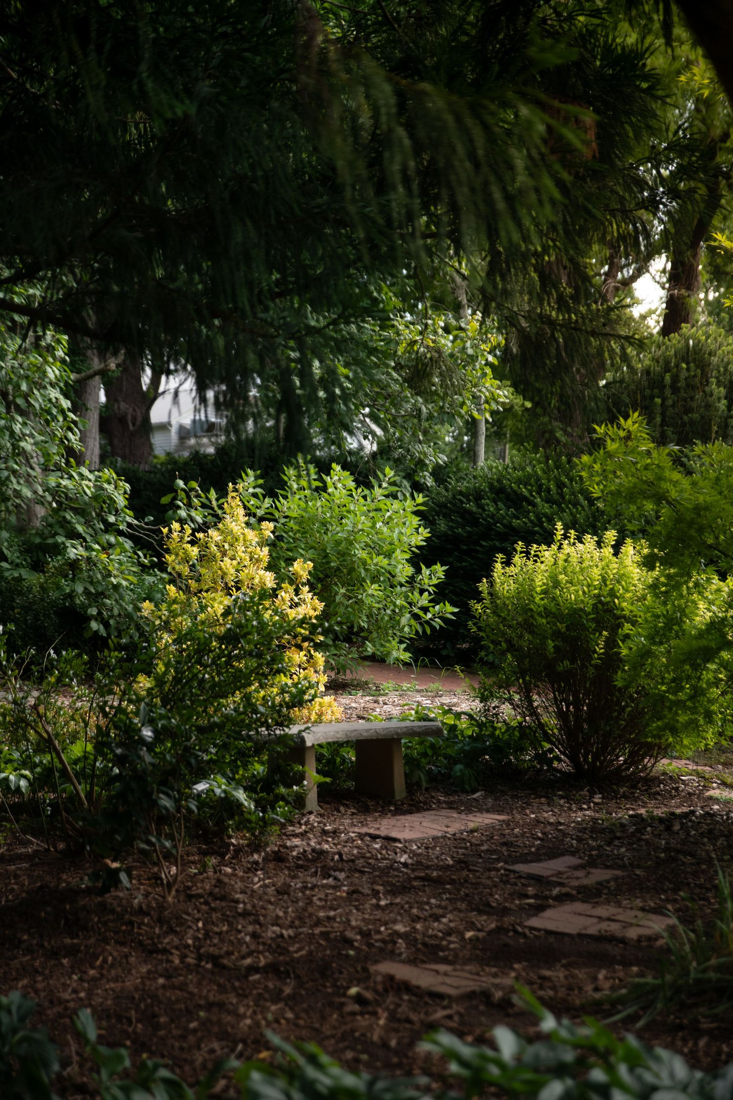 A serene garden bench surrounded by lush green and yellow flowering shrubs beneath a canopy of tall trees.
