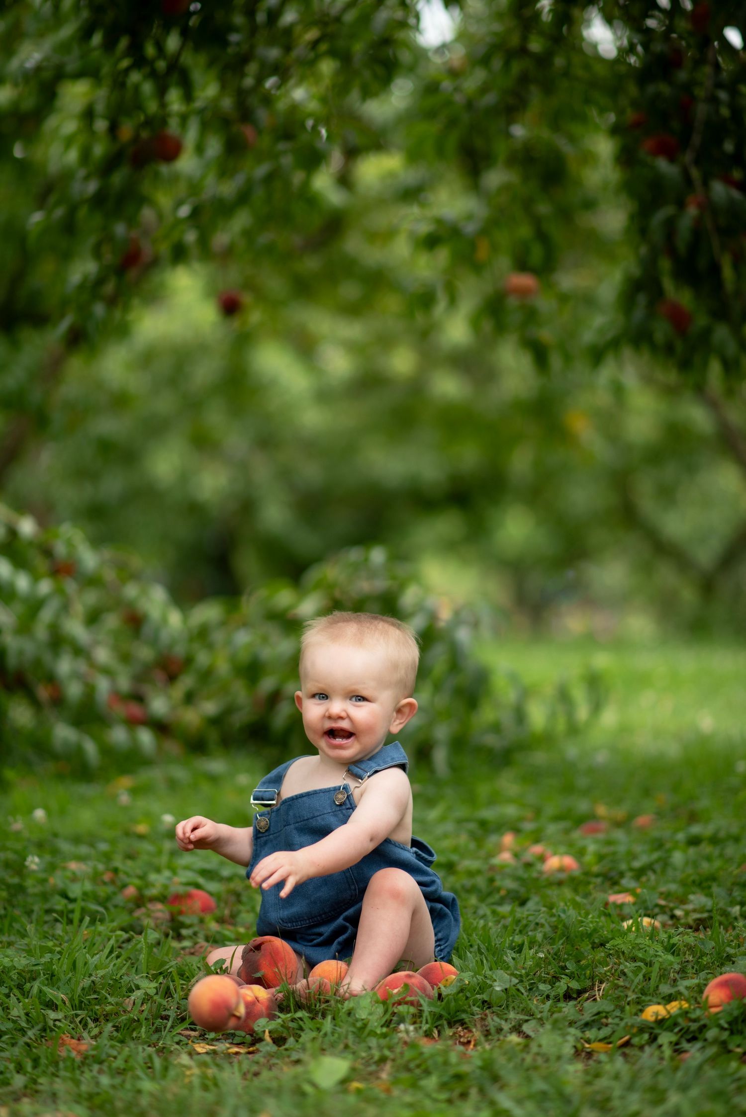 A small child sits in an orchard with fallen apples on the grass during autumn harvest season.