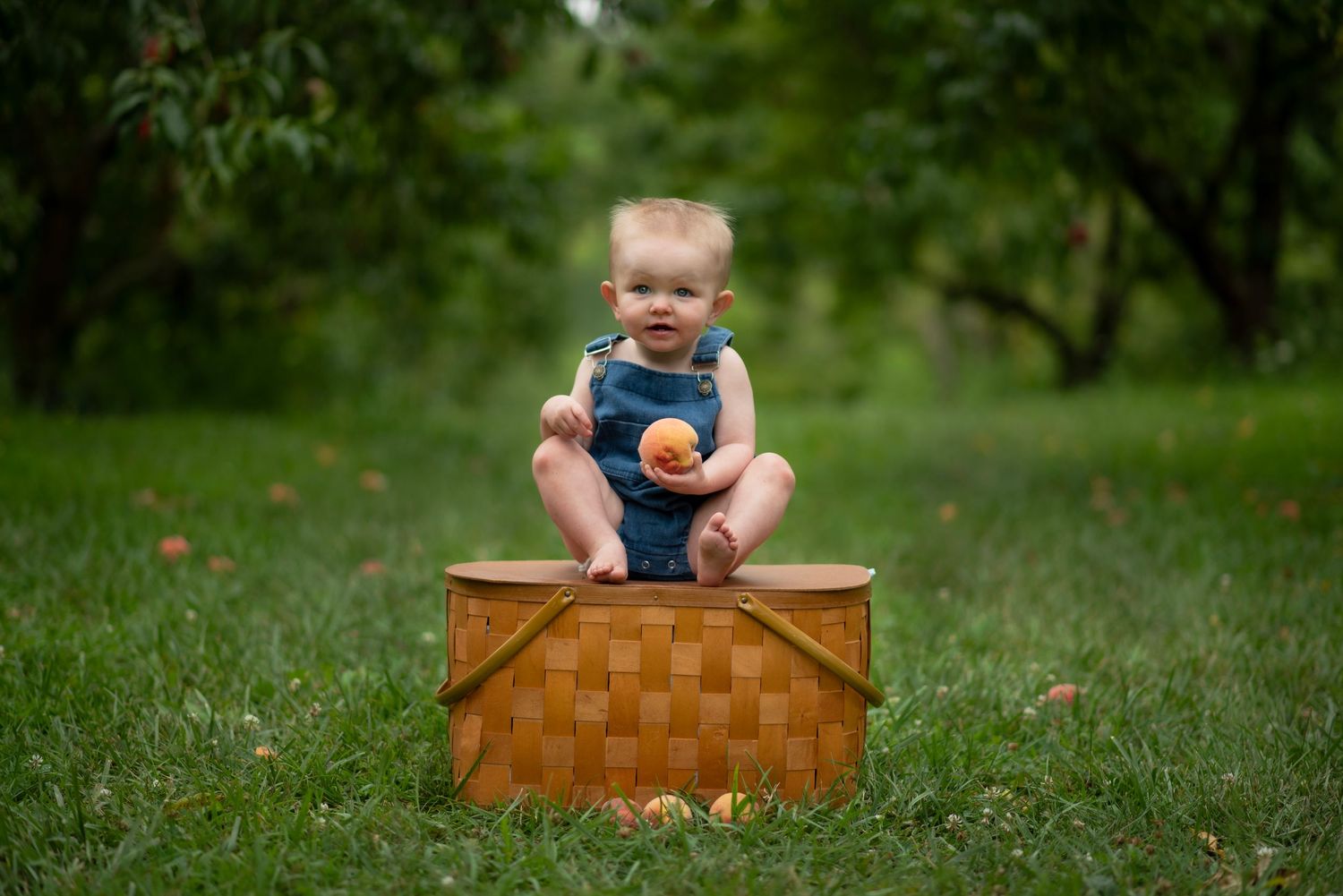 Toddler in denim overalls sitting on a wicker picnic basket holding a peach in a lush green orchard.