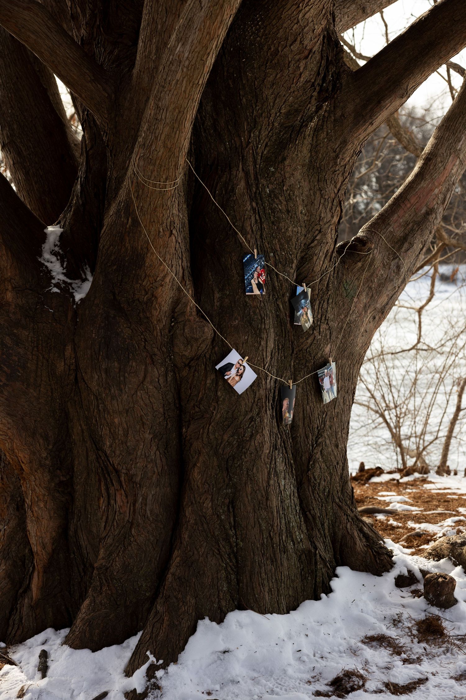 A series of five connected photos showing a snowy winter scene with old tree trunks and hanging items in the snow.