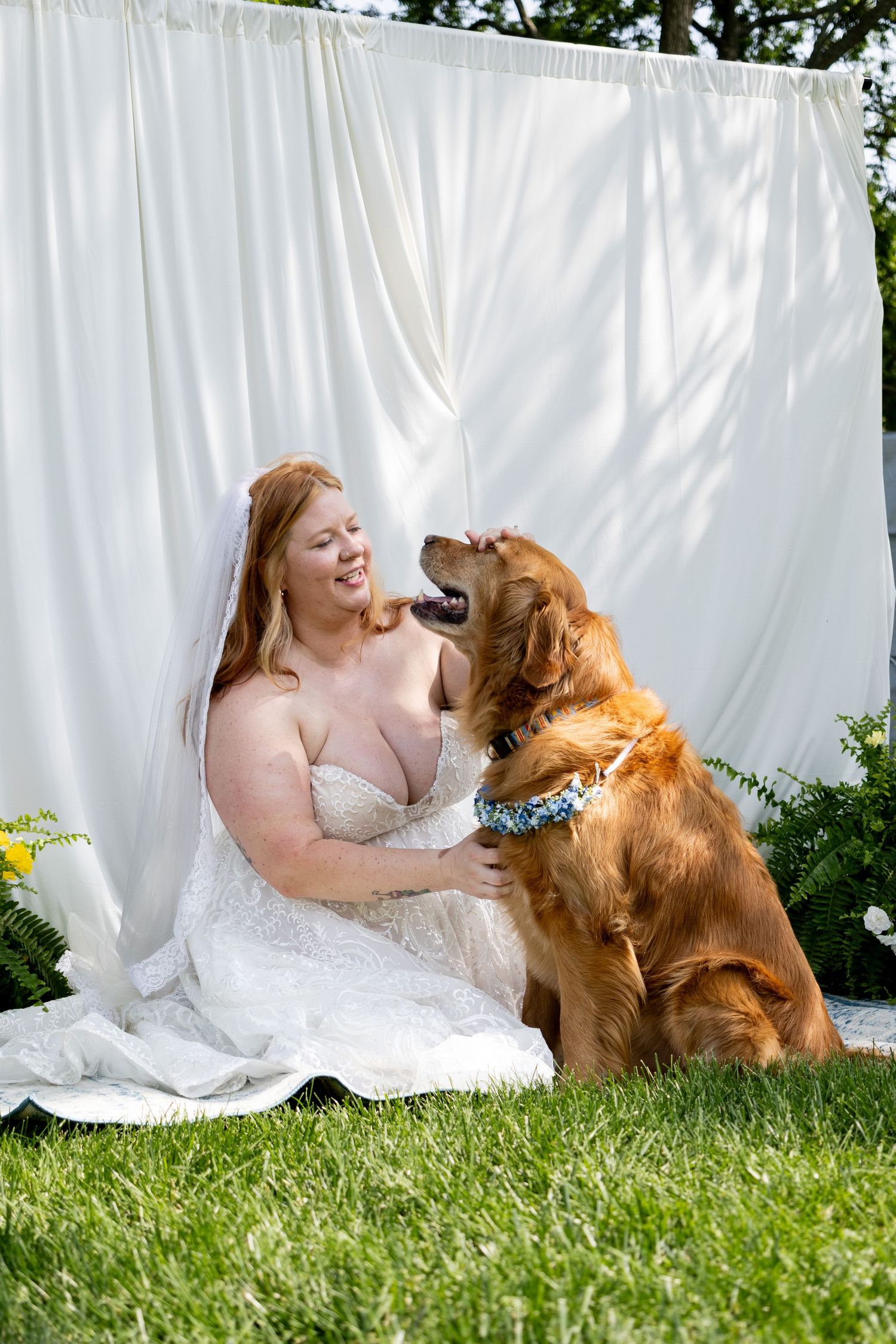 A bride in a white dress sits on grass with a golden retriever dog beside white curtains in an outdoor setting.