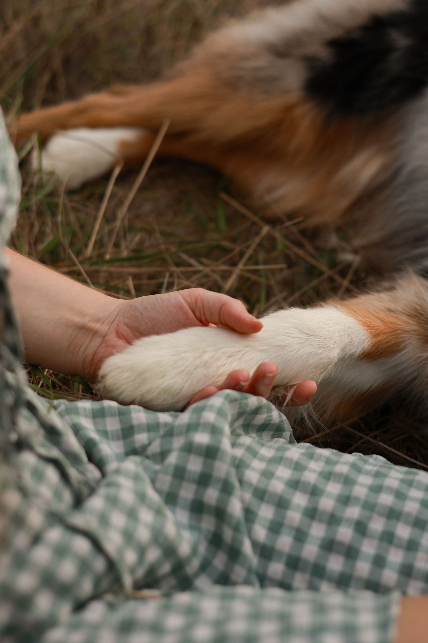 Hand holding a dog's paw tenderly on a green and white checkered blanket in a heartwarming gesture of companionship.