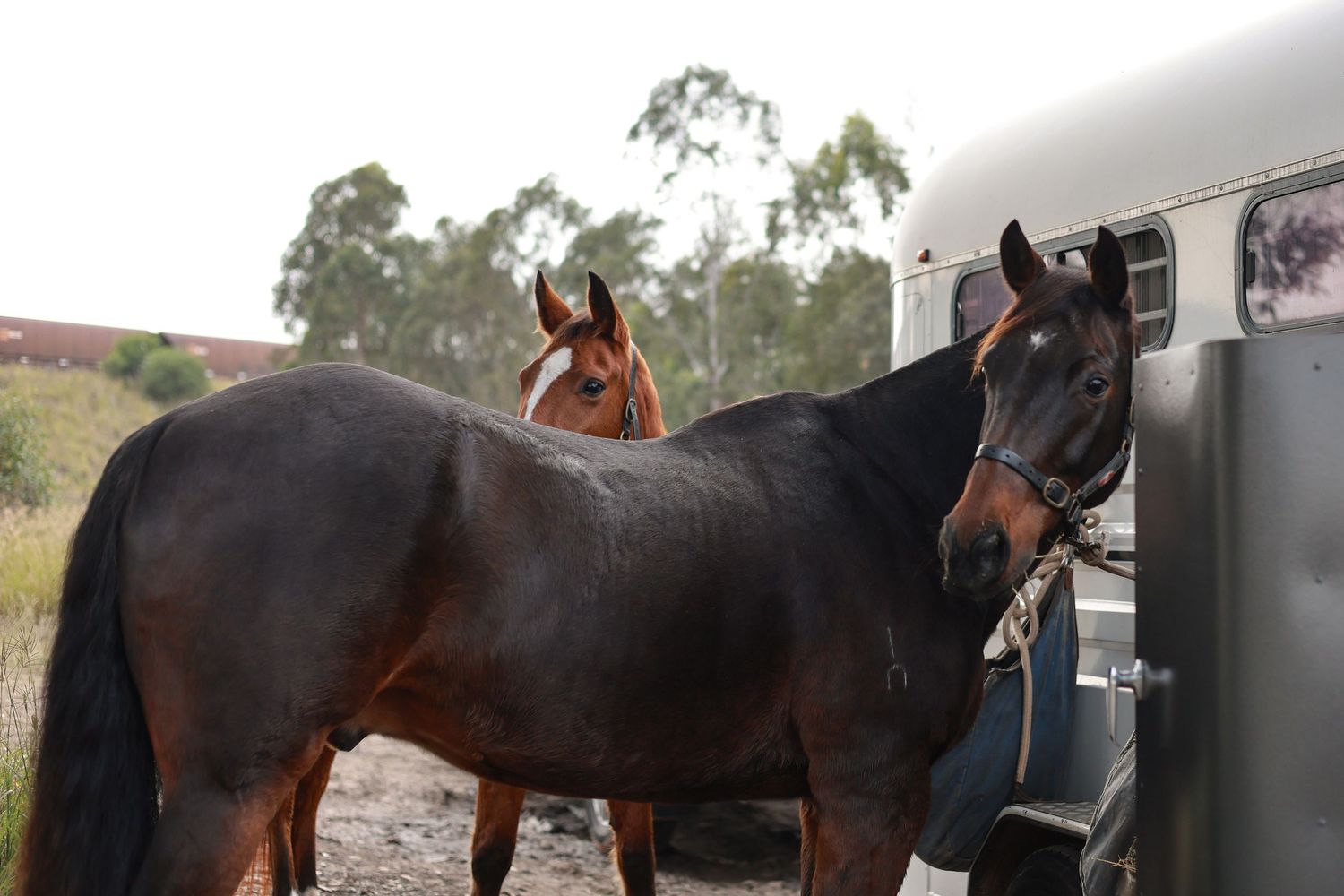 A dark bay horse stands next to a horse trailer while being groomed on a rural property with eucalyptus trees in background.