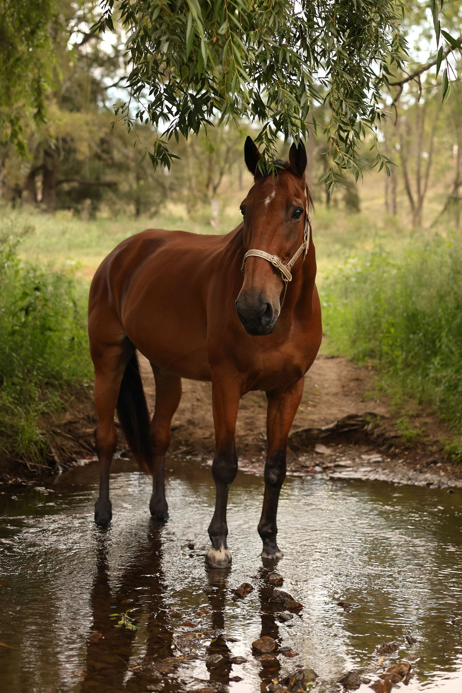 A majestic bay horse stands in a shallow stream beneath overhanging willow branches on a tranquil afternoon.
