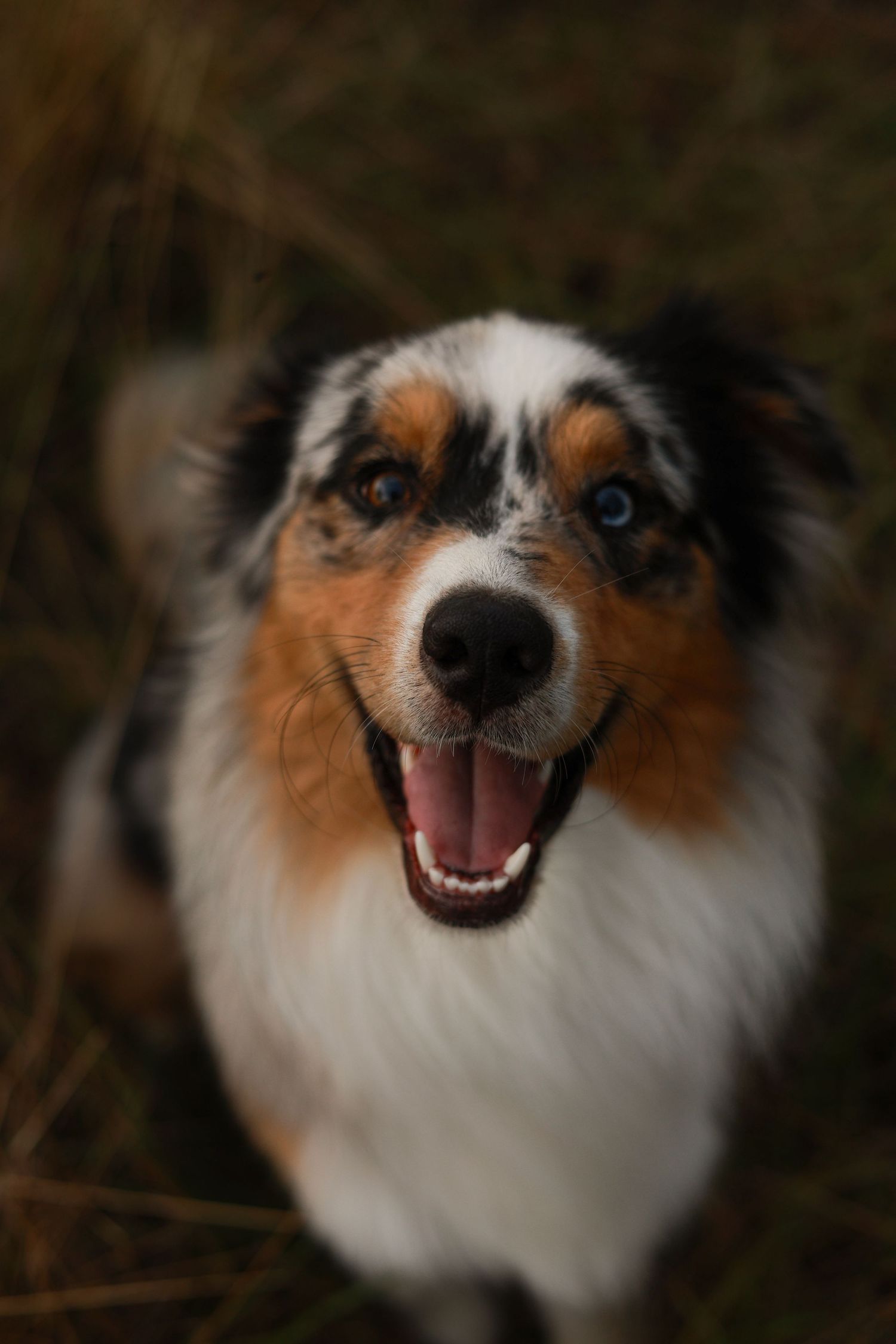 A happy Australian Shepherd with striking blue and brown eyes smiles at the camera.