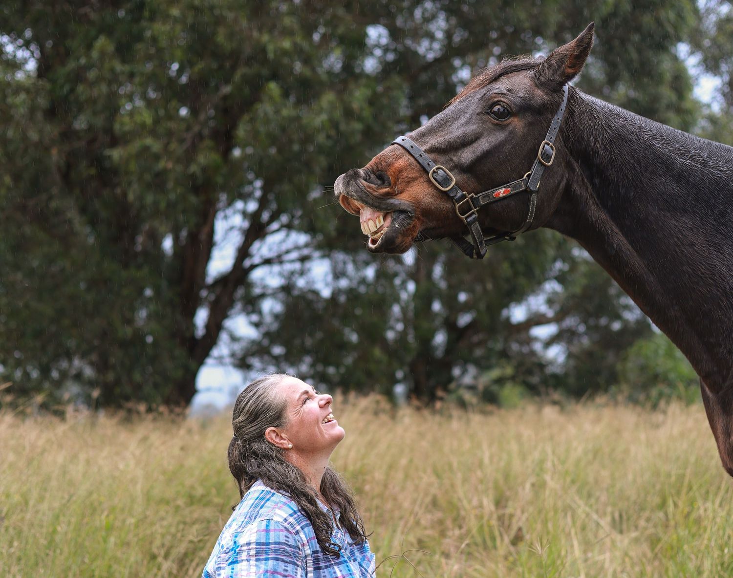 A sequence of photos showing a playful interaction between a person and a dark bay horse in a grassy field.