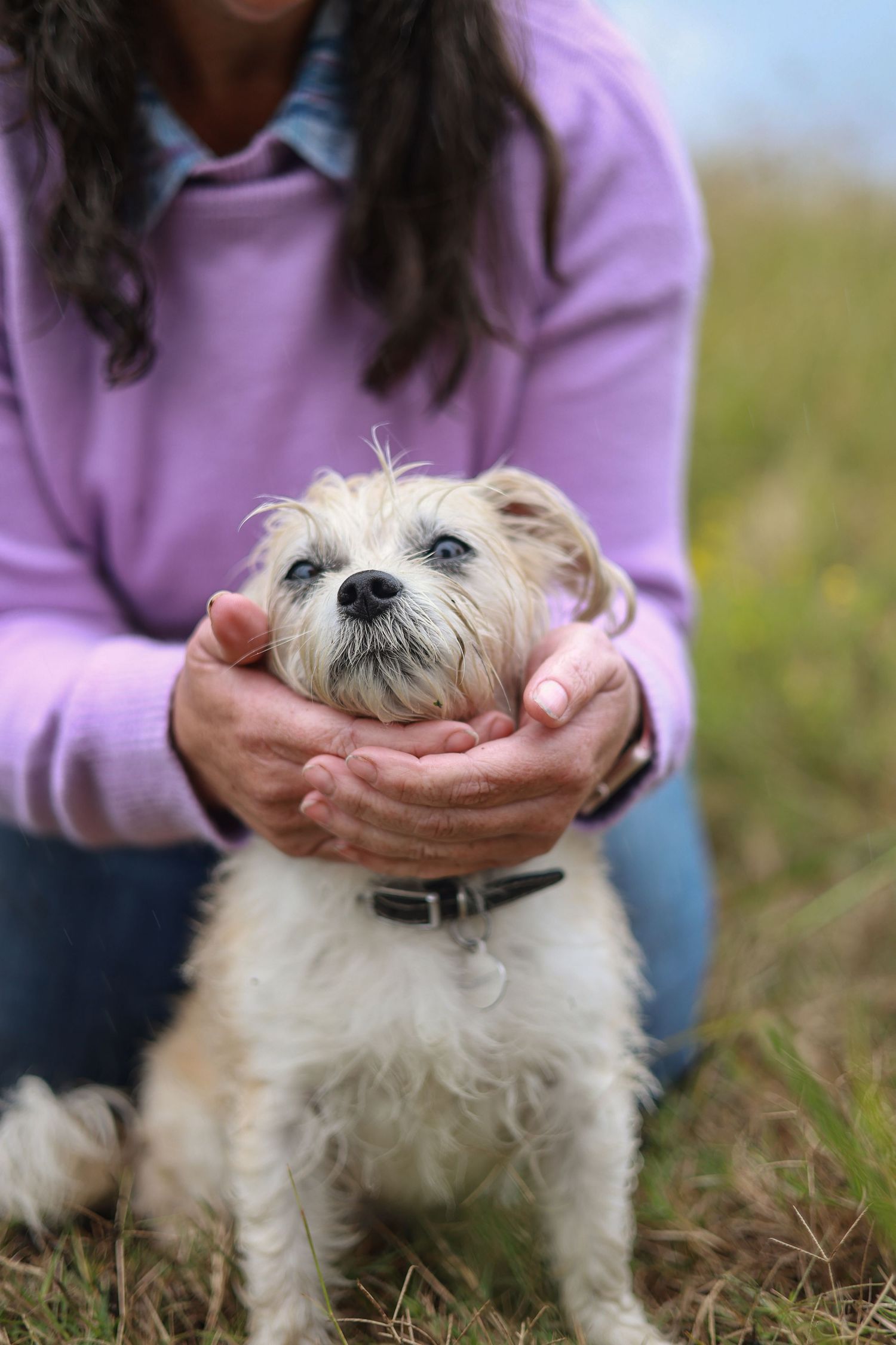 Close-up shots of a small white dog being gently held and petted while sitting in grass outdoors.