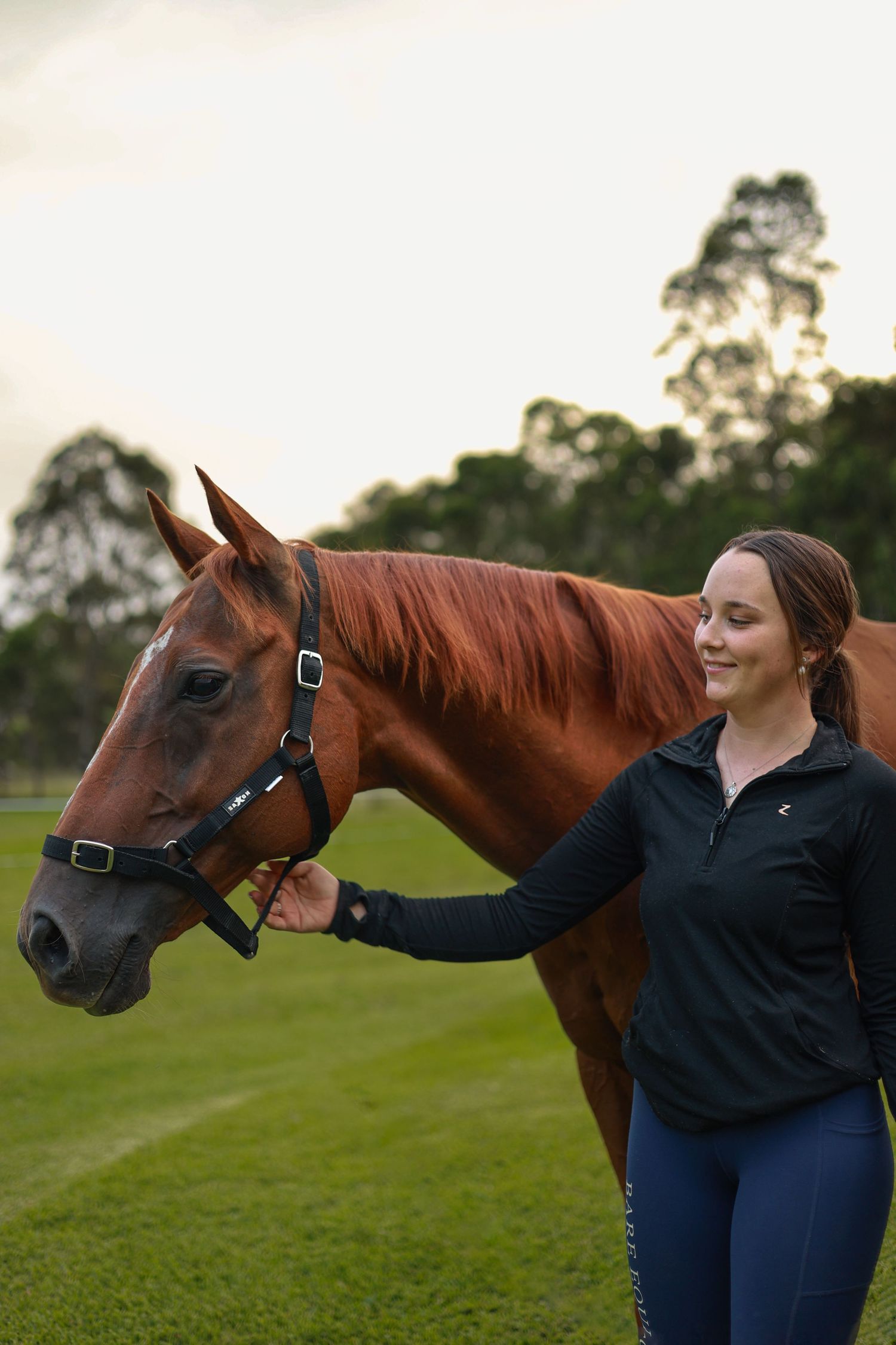 A chestnut horse with a halter stands in a grassy field at sunset while being gently patted.