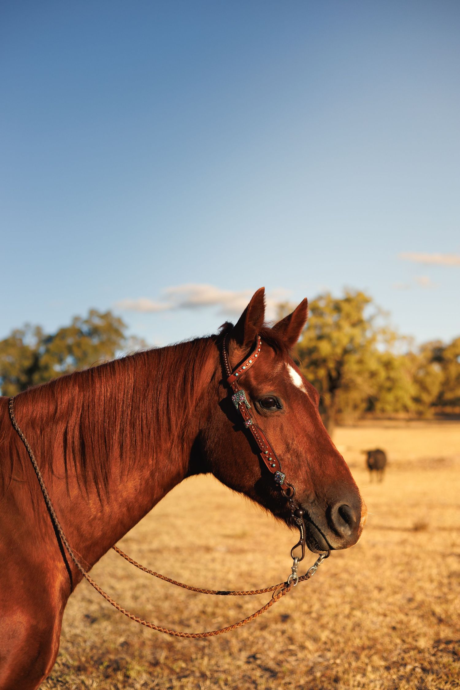 A chestnut brown horse wearing a halter stands in a golden field under a clear blue sky.
