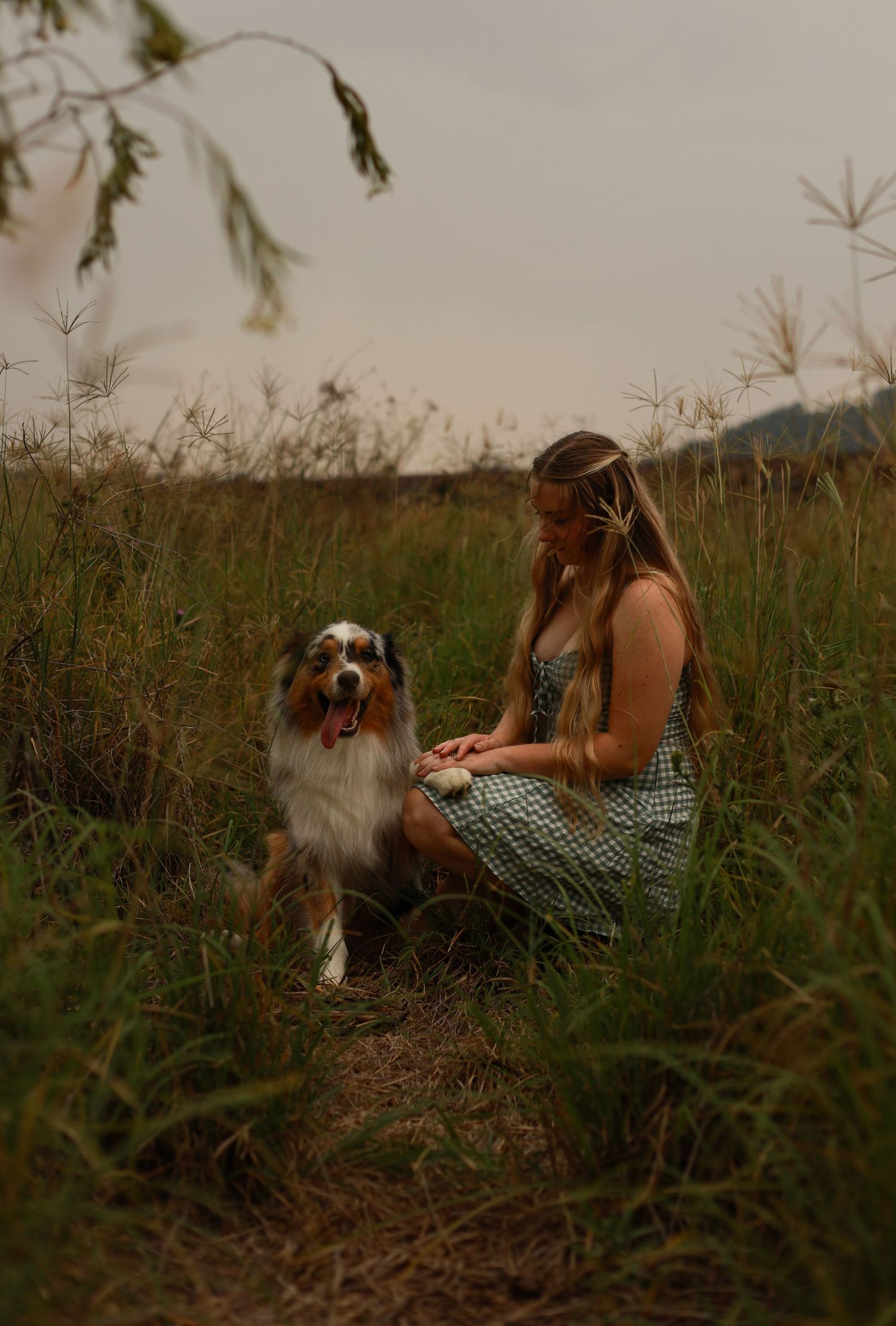 A person and their Australian Shepherd dog share a tender moment in tall grass during golden hour.