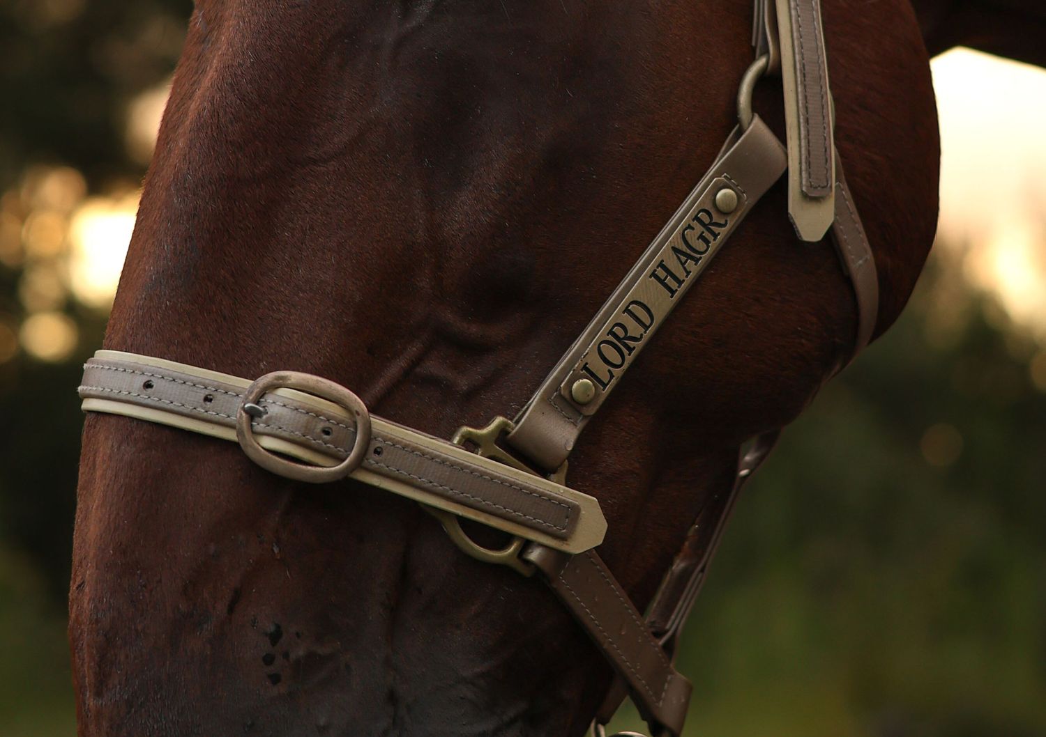 Close-up of a brown leather horse bridle with silver buckle and hardware against blurred natural background.