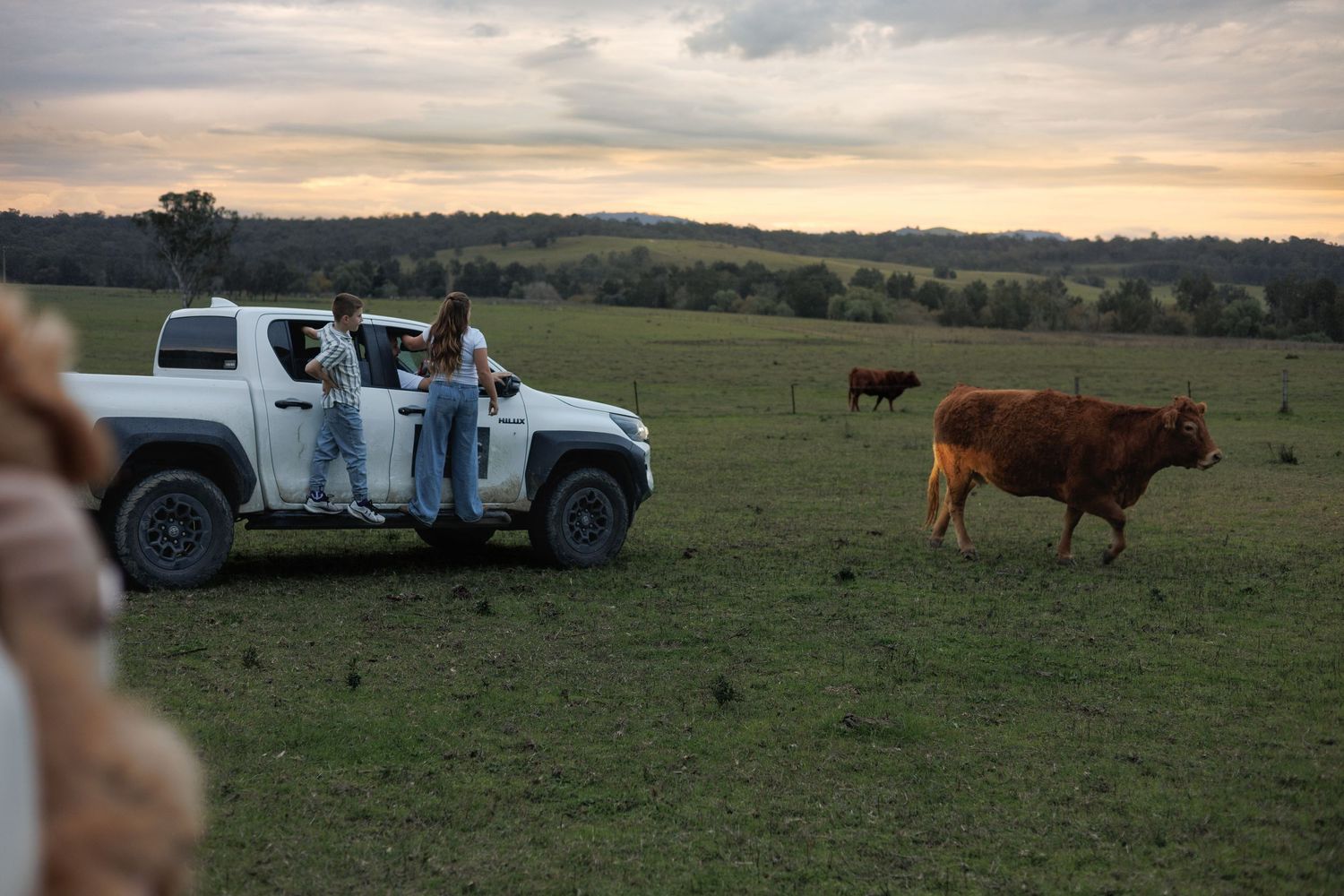 People stand beside a white SUV watching a brown cow walk across a lush green farm paddock at dusk.