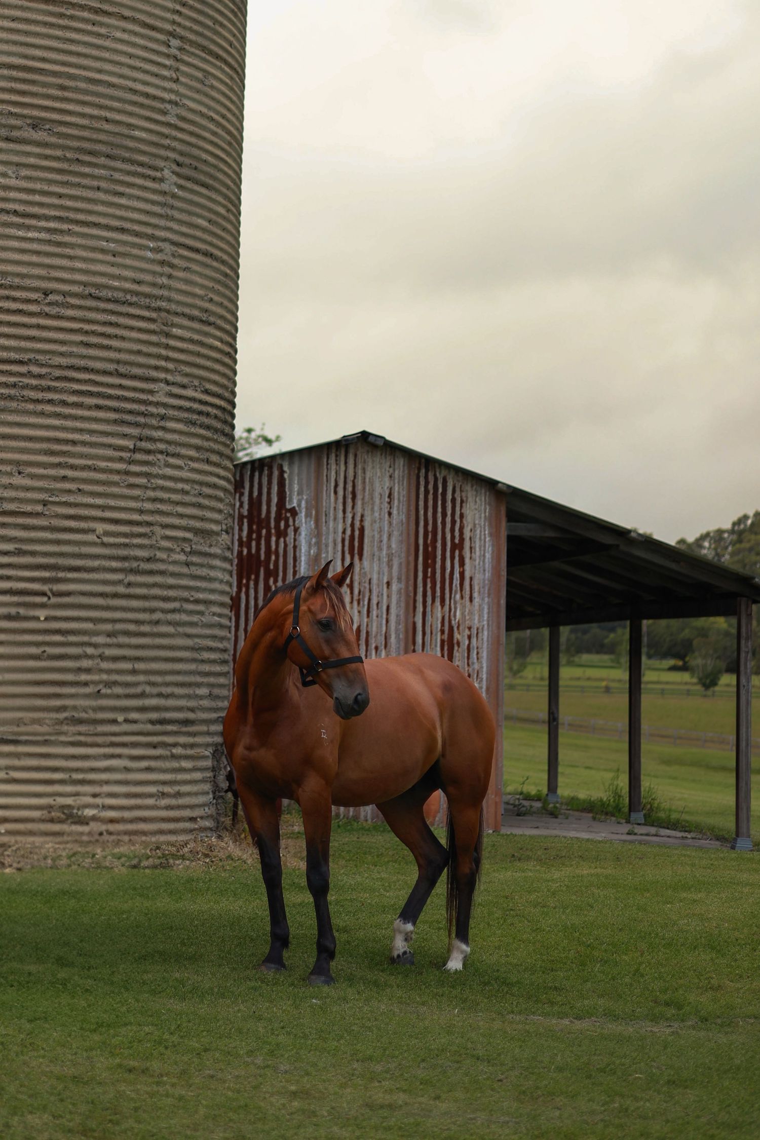 A bay horse stands alertly next to a large grain silo and rustic barn on a grassy pasture.