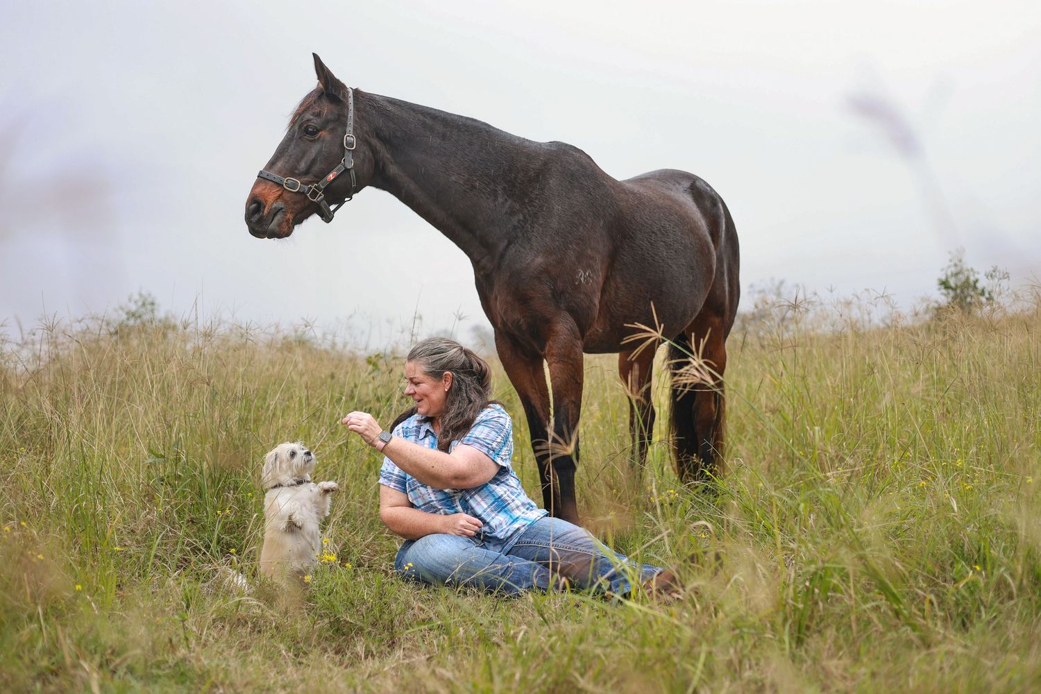 A series of photos showing someone sitting in a grassy field with horses and dogs nearby.
