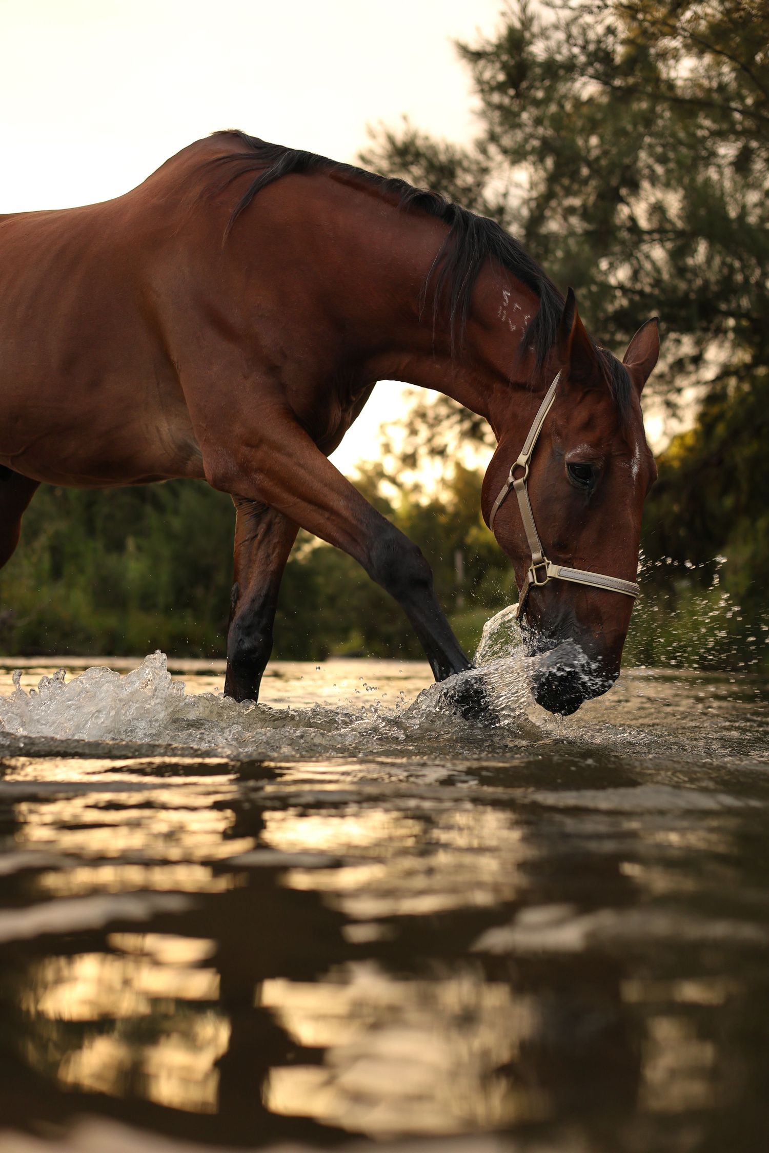 Close-up sequence of a horse drinking water from a pond, creating ripples in the golden sunset light.