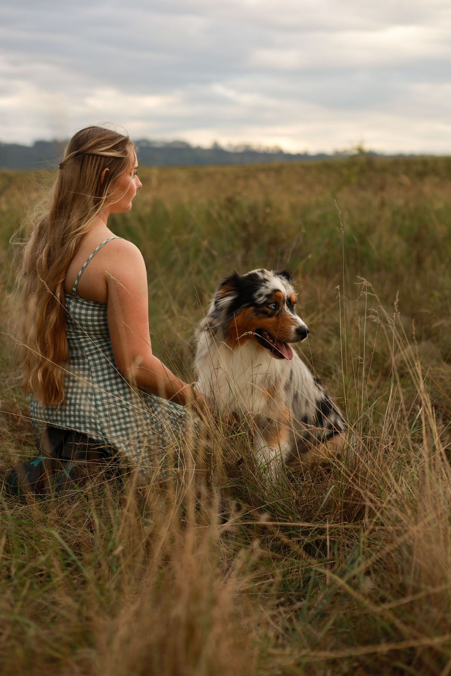 An Australian Shepherd and its companion sit together in a serene field of tall grass at sunset.