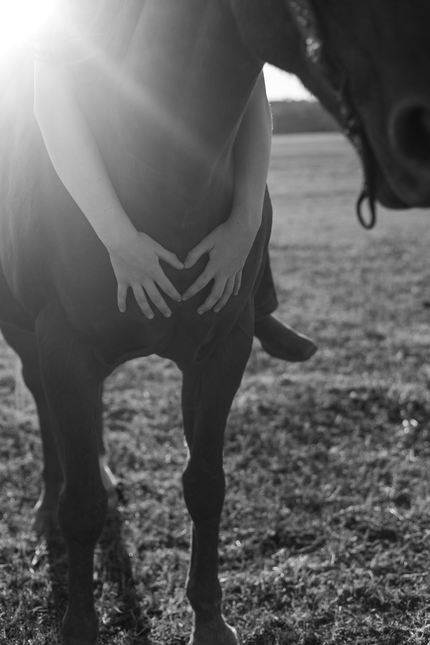 Black and white photo of hands forming a heart shape on a dark horse's side with sunlight flaring.