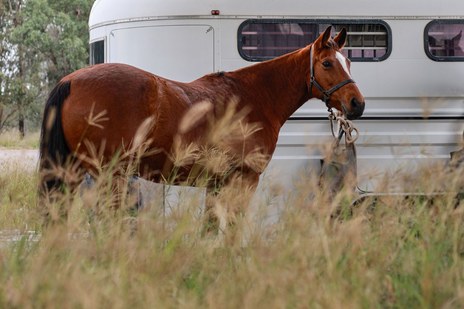 A chestnut horse awaits its photoshoot in a grassy field next to a white horse trailer on a sunny day.