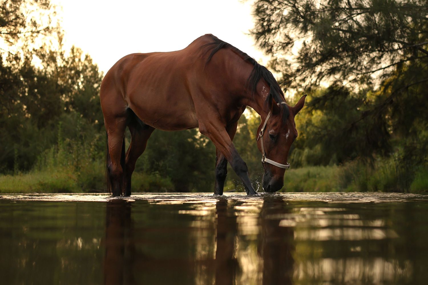 A brown horse wades through shallow reflective water at sunset creating a serene silhouette against the golden light.