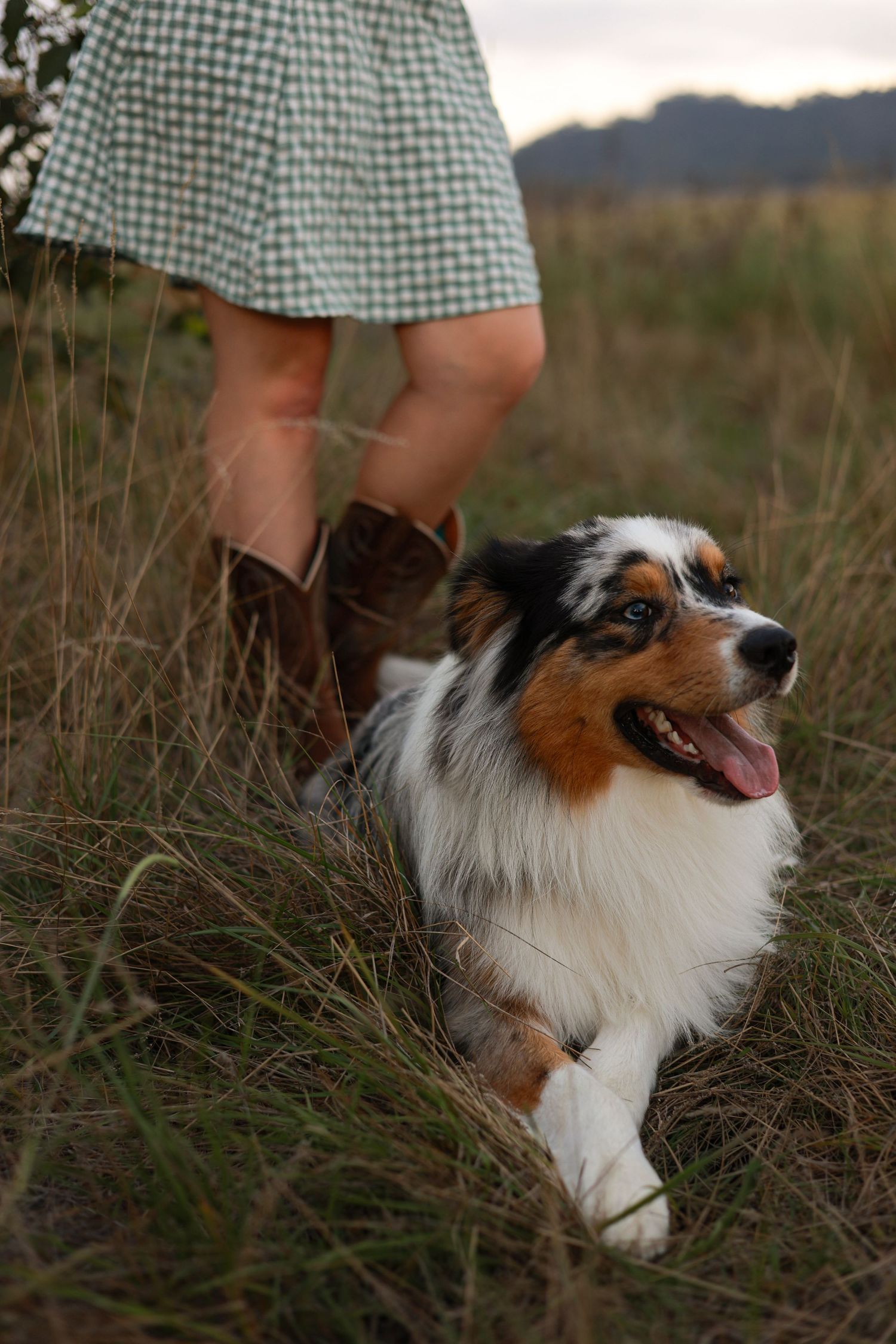 An Australian Shepherd with tricolor markings sits happily in tall grass beside boots and a gingham dress.