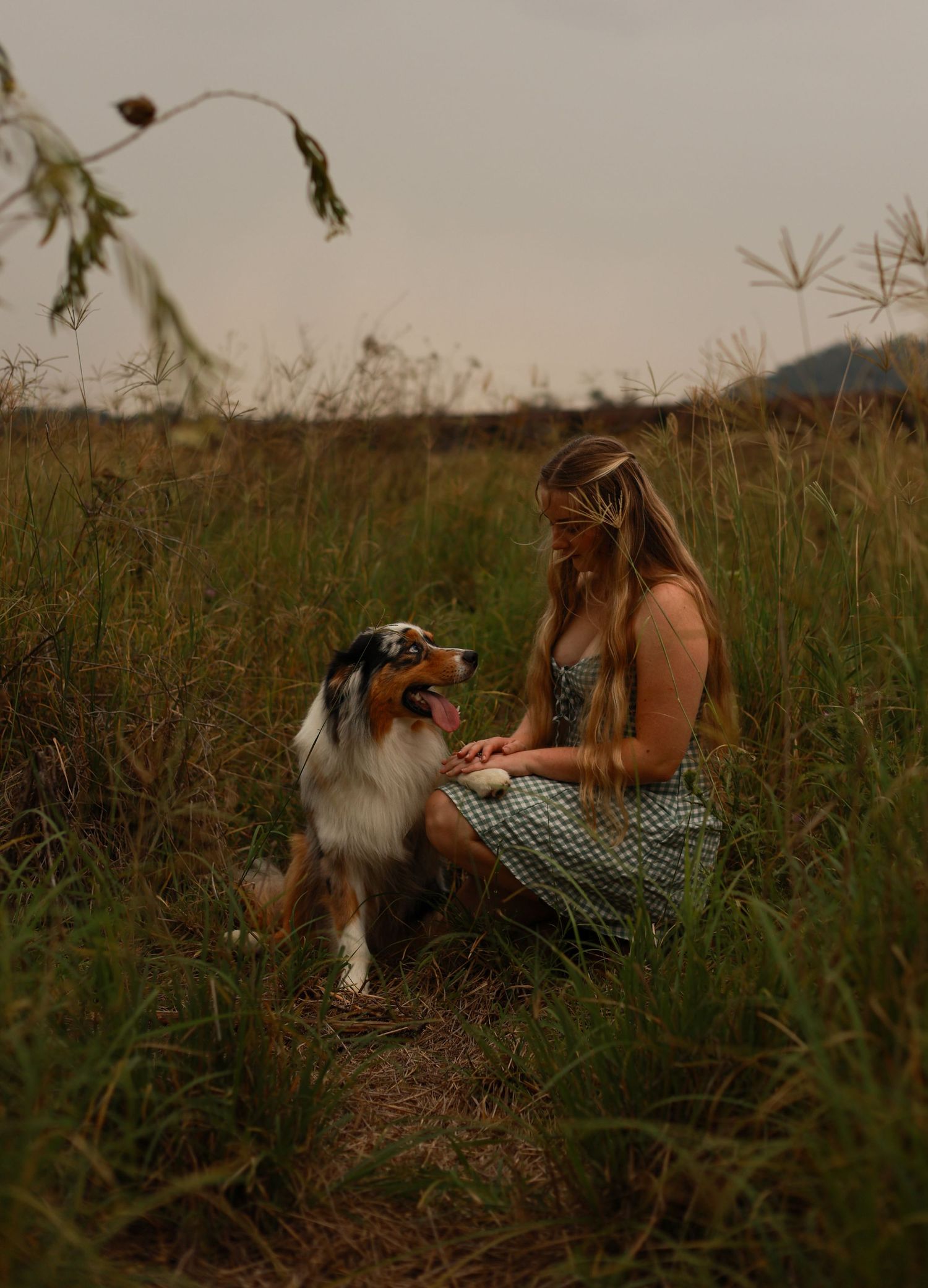 An Australian Shepherd dog sits with its companion in a golden field at sunset, surrounded by tall grass and wildflowers.