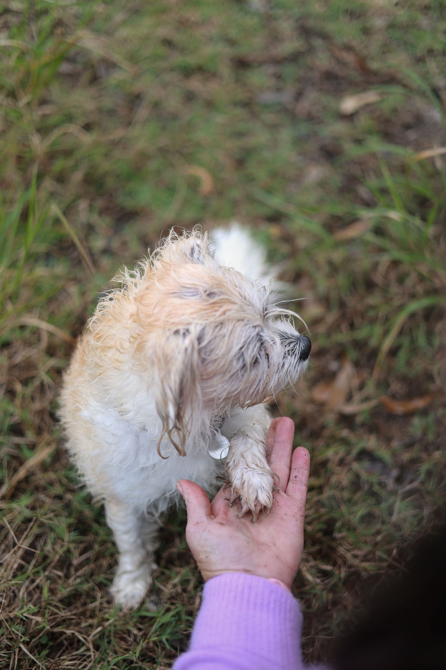 A small white dogs paw on its owners hand