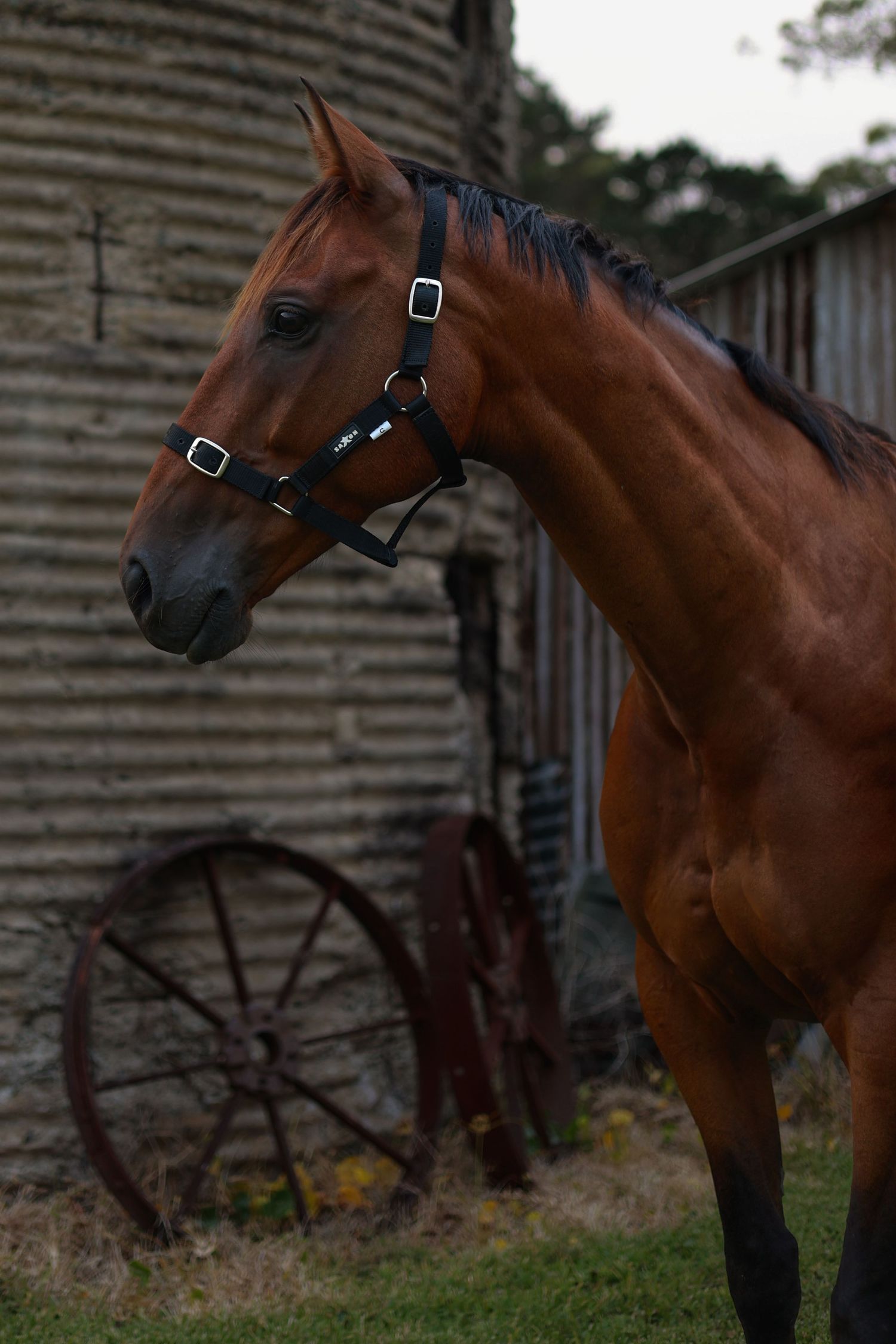 A bay horse wearing a black halter stands in front of a rustic barn wall with an old wagon wheel visible in background.