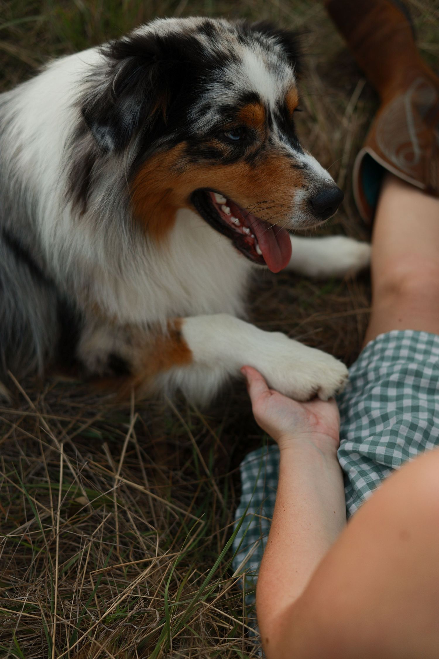 Australian shepherd dog plays and interacts with someone in a grassy outdoor setting.