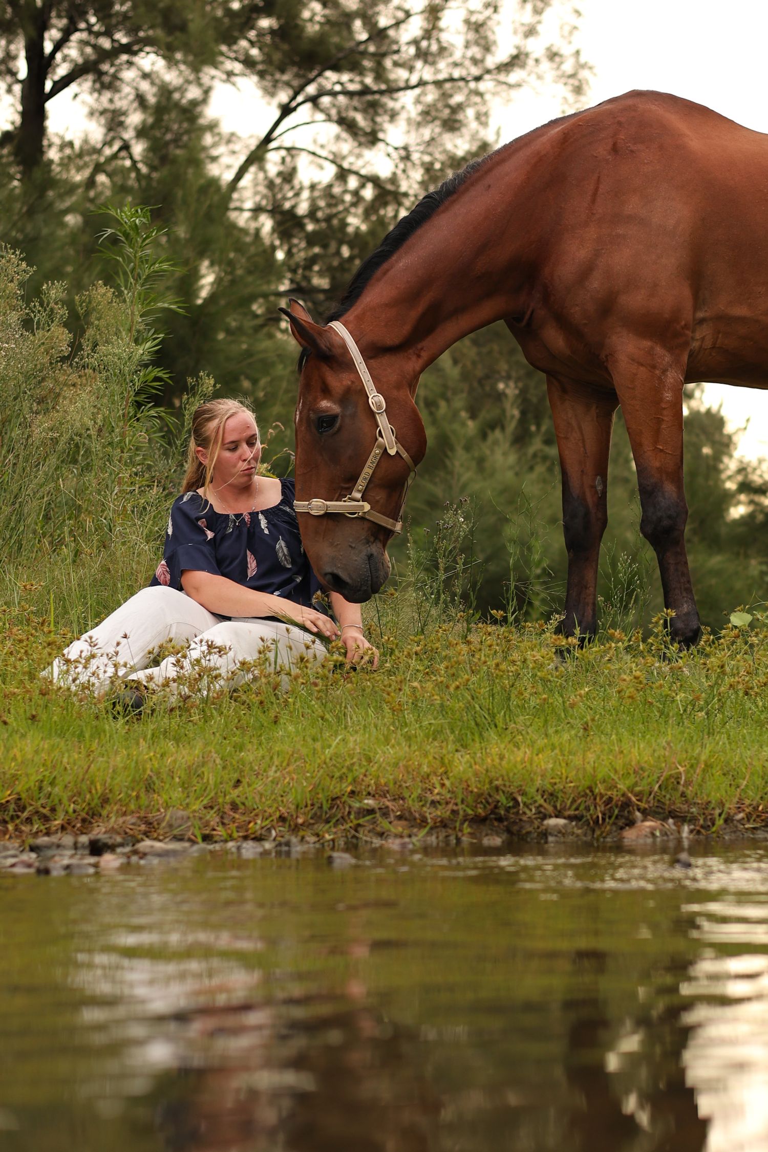 A bay horse grazes near a peaceful stream while resting in a lush meadow during golden hour.