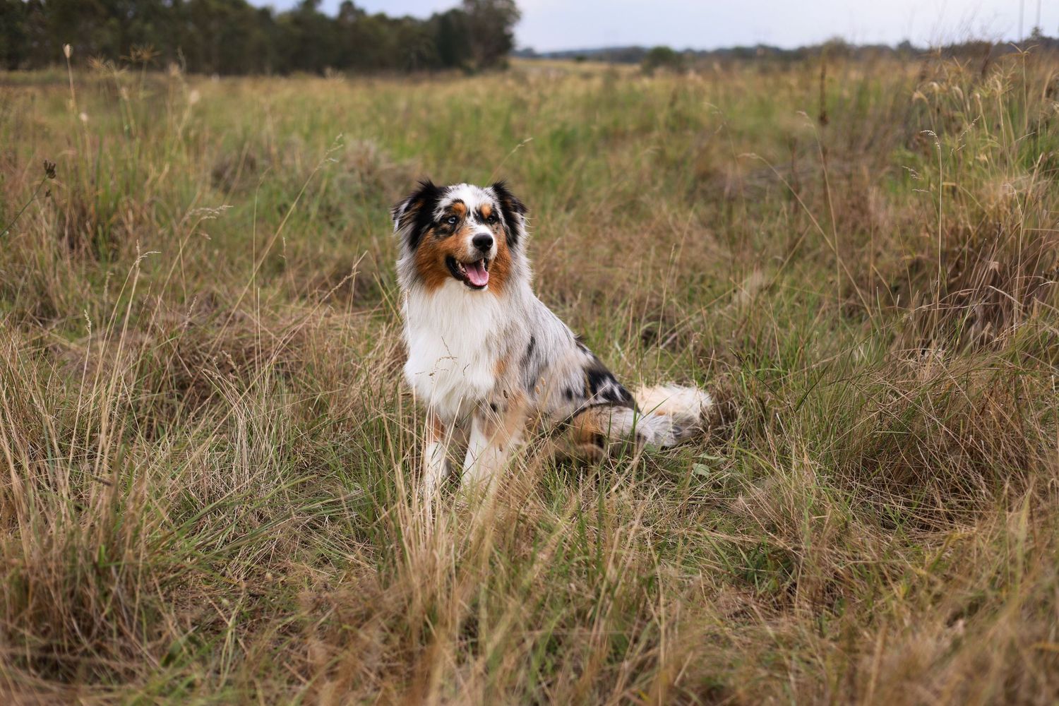 Australian shepherd dog running and playing in a grassy meadow during a sunny day.