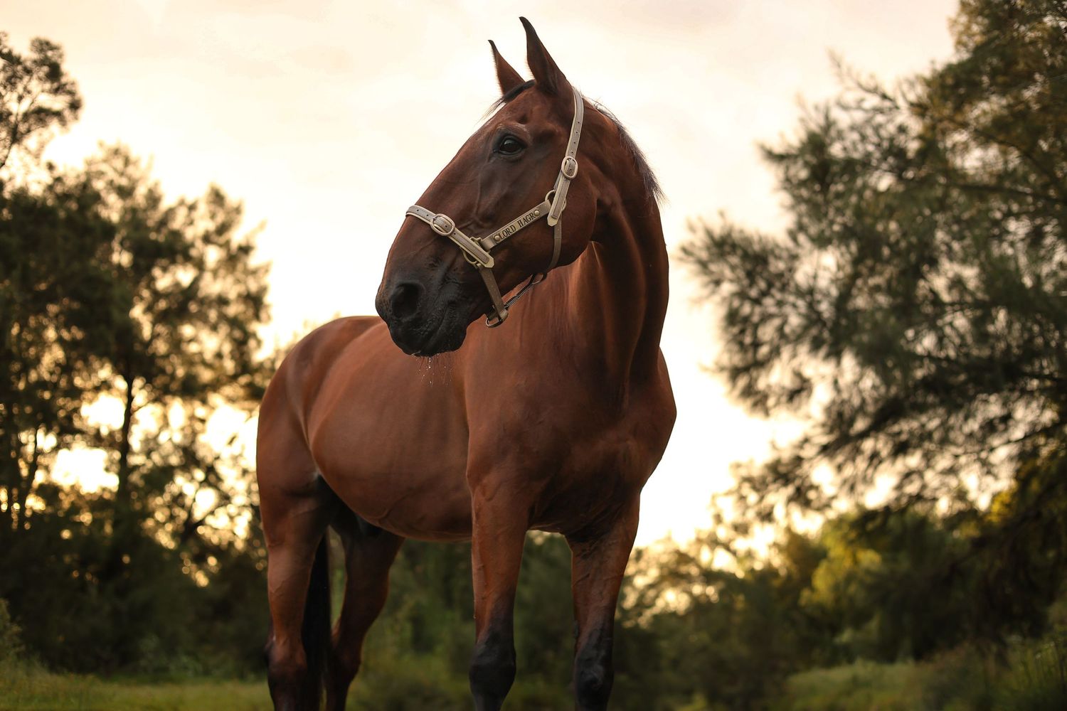 A majestic bay horse stands in a green field at sunset wearing a black halter against a warm glowing sky.