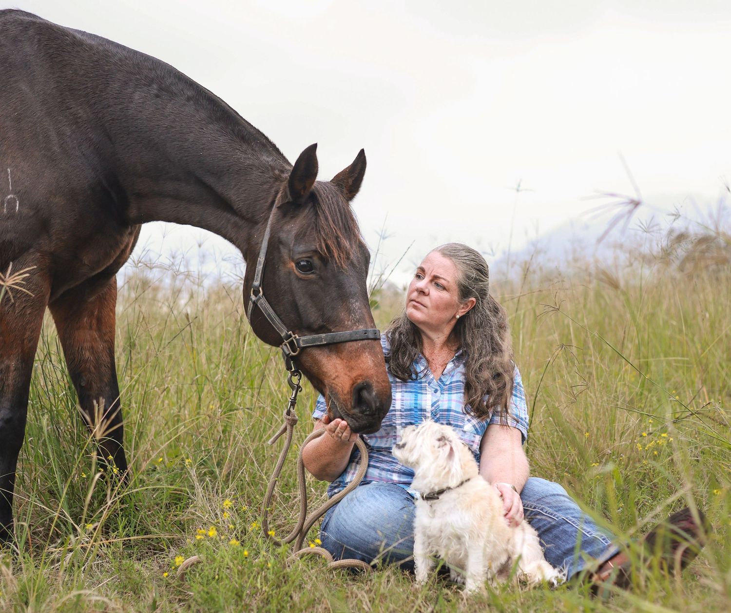 A series of horses and dogs interact playfully in a grassy meadow on a rainy day.