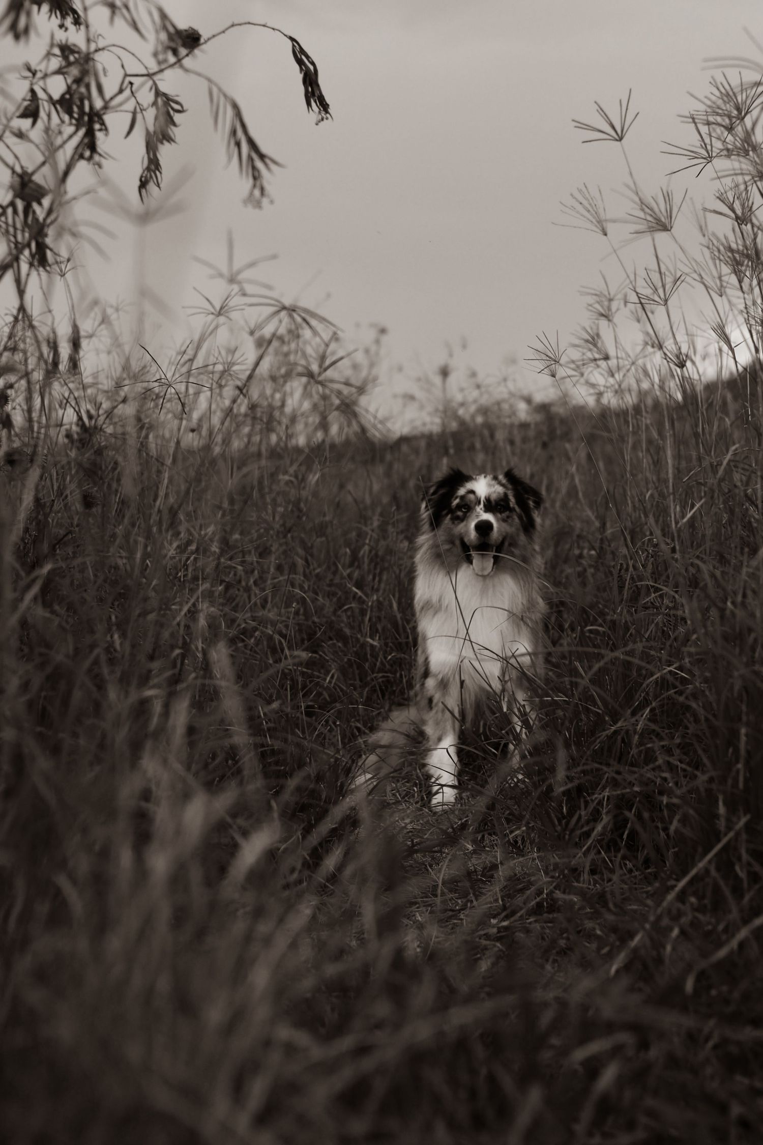 Australian shepherd peeks through tall grass in a black and white nature scene.