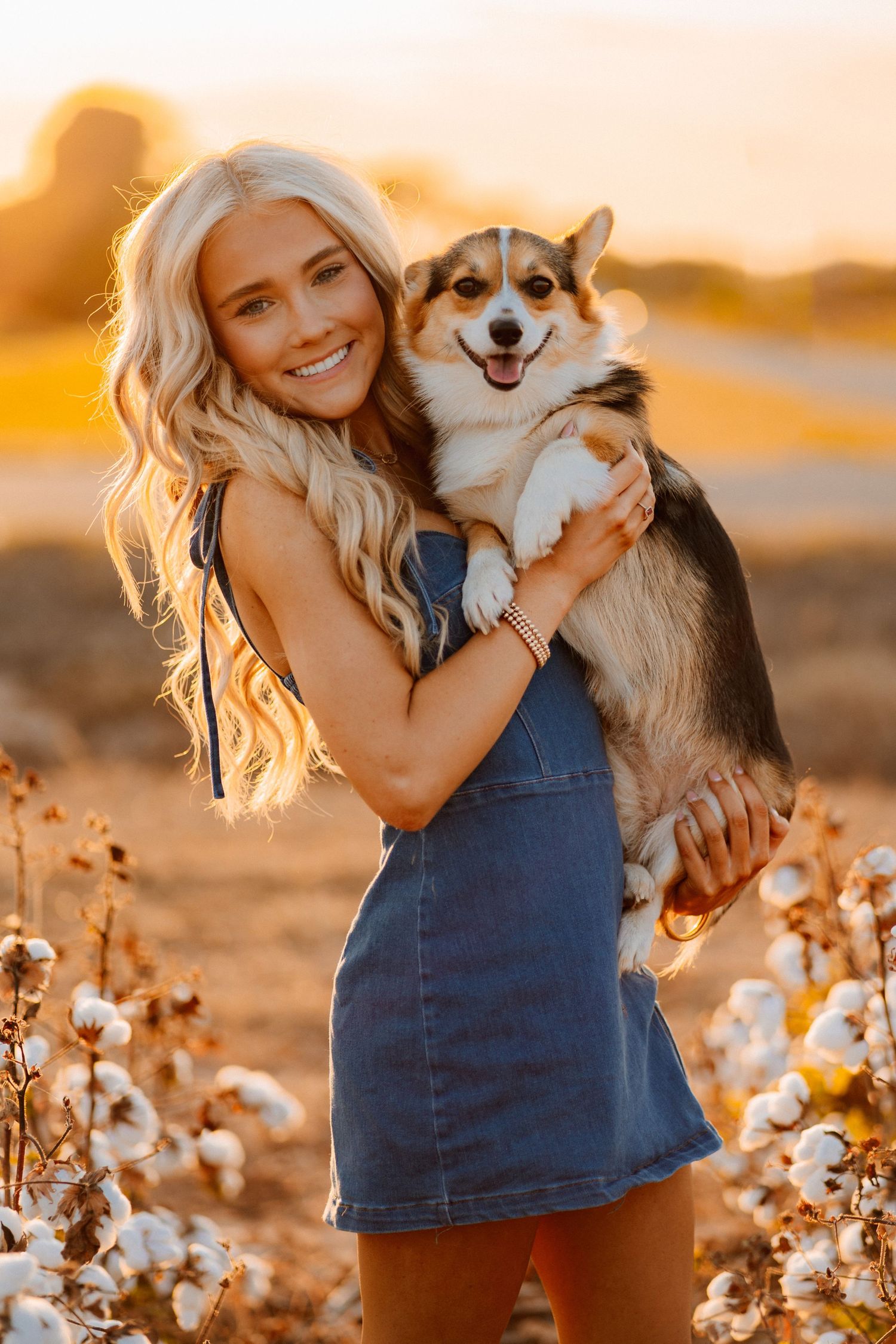 Happy Pembroke Welsh Corgi being held in cotton field at sunset in warm golden lighting.