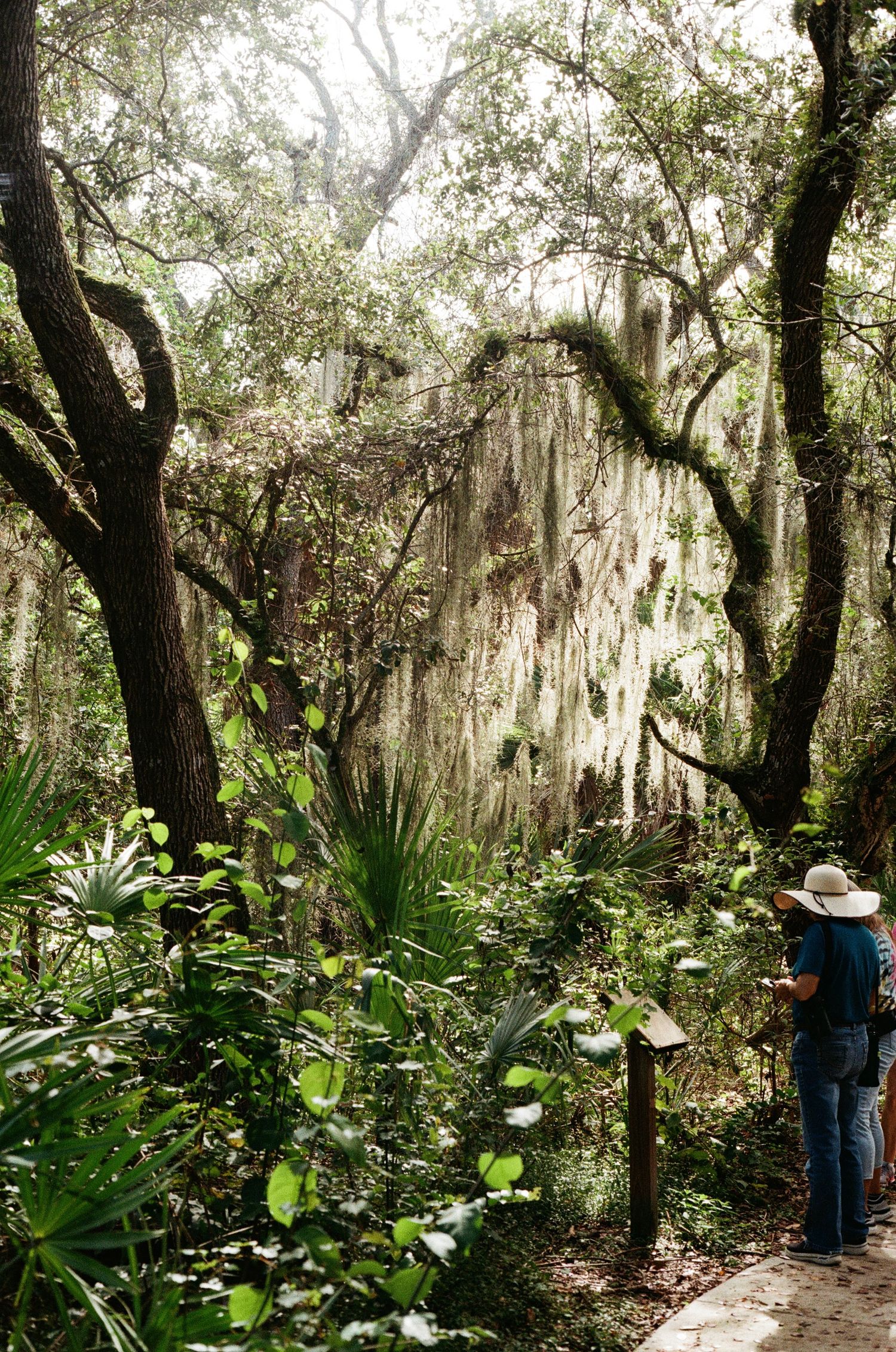 Person in white hat explores lush forest trail draped with Spanish moss hanging from ancient oak trees.