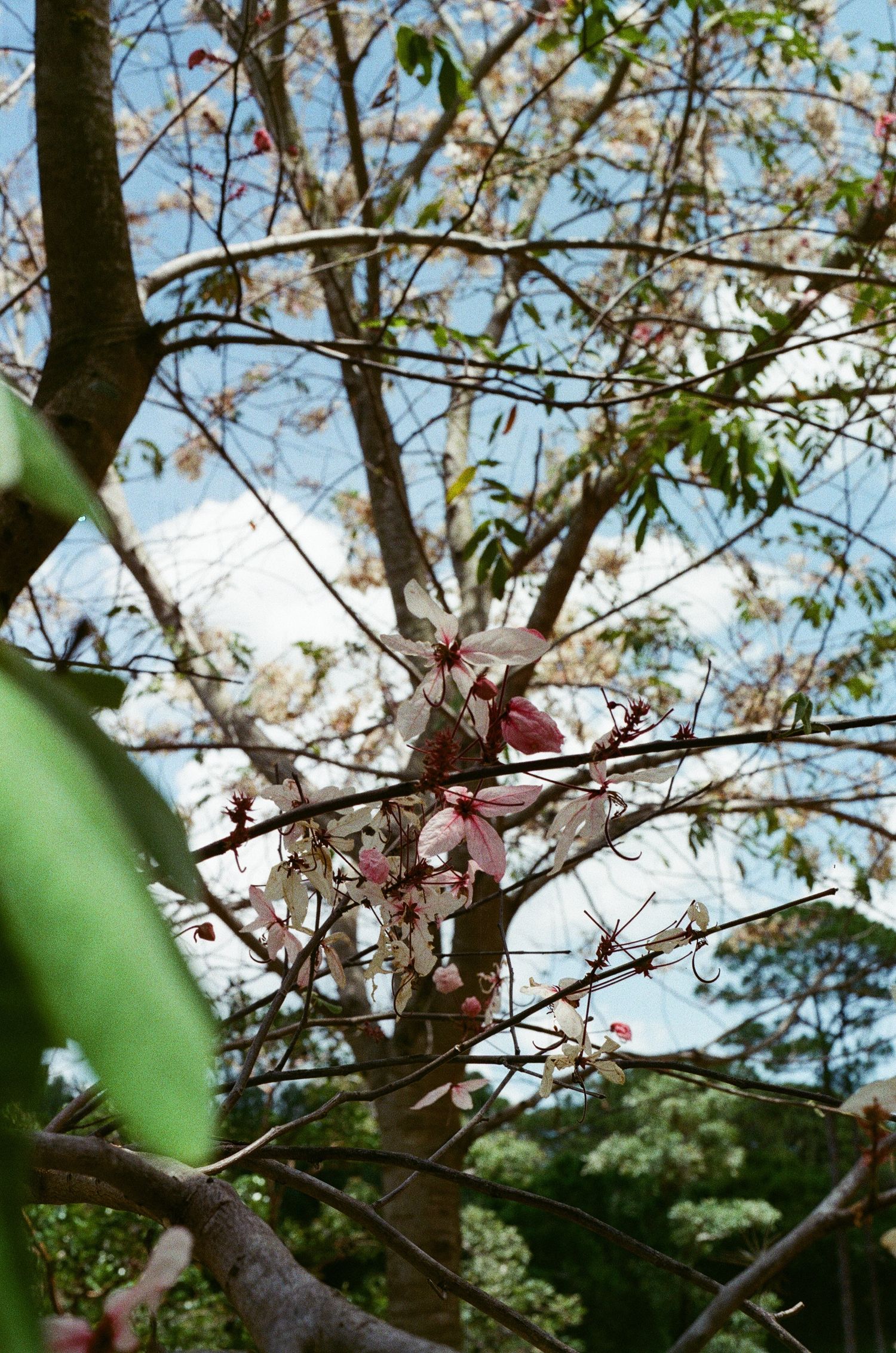 Pink and white blossoms bloom on bare tree branches against a blue sky in a lush garden setting.