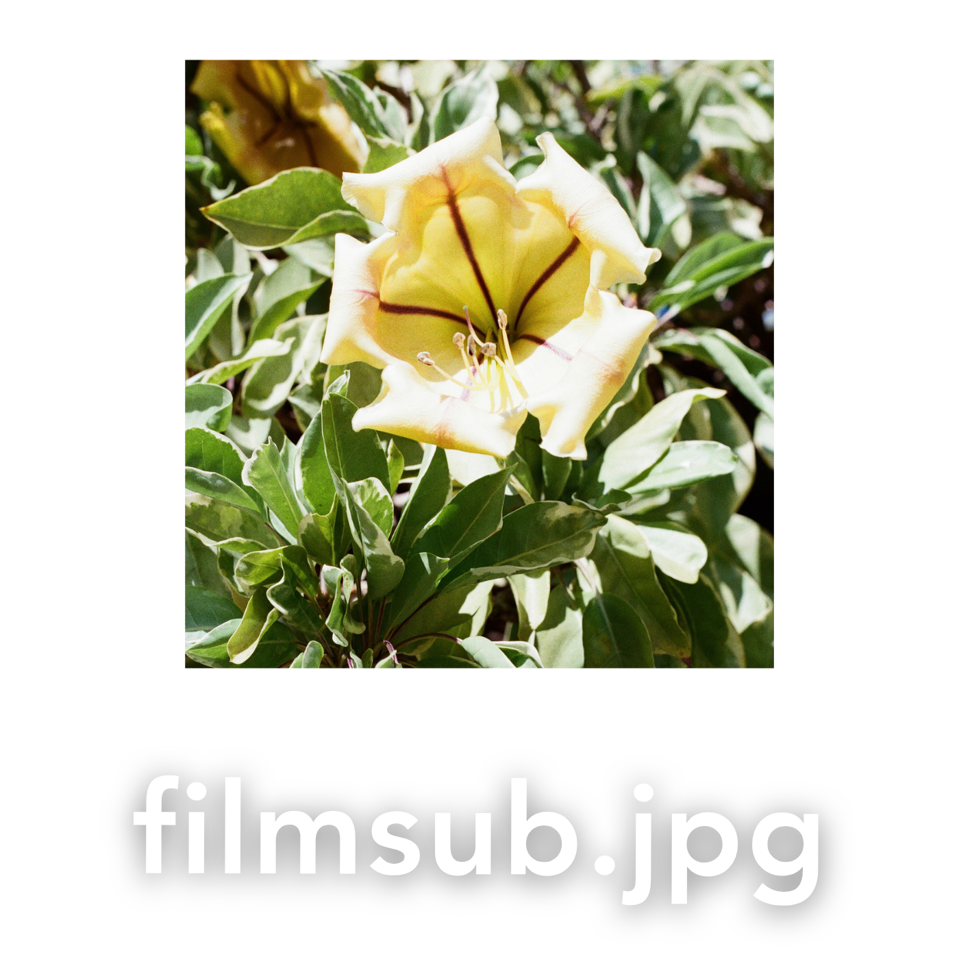 A vibrant yellow and white trumpet-shaped flower blooms among lush green and white variegated leaves in a garden.