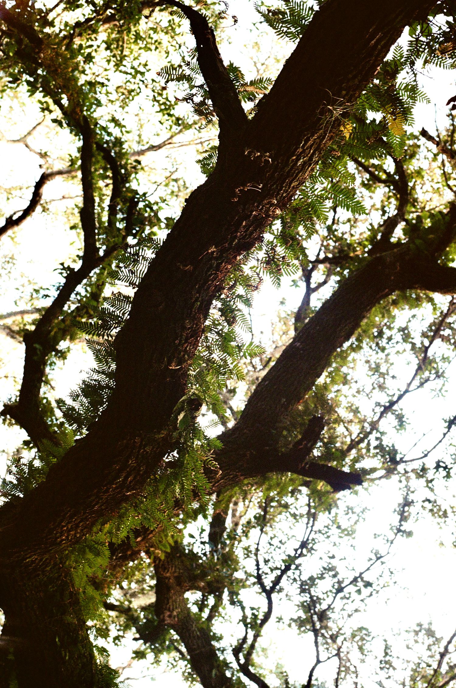 Sunlight filters through sprawling oak tree branches covered in ferns and Spanish moss.