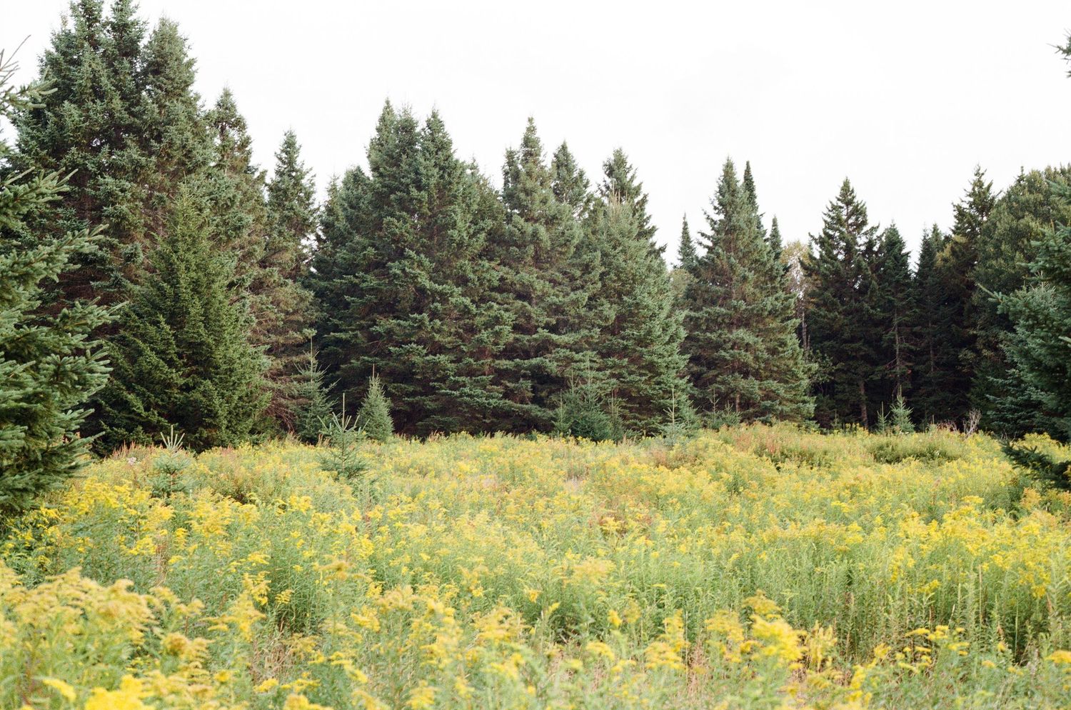 Expansive meadow of bright yellow goldenrod wildflowers stretching before a dense wall of tall evergreen pine trees.