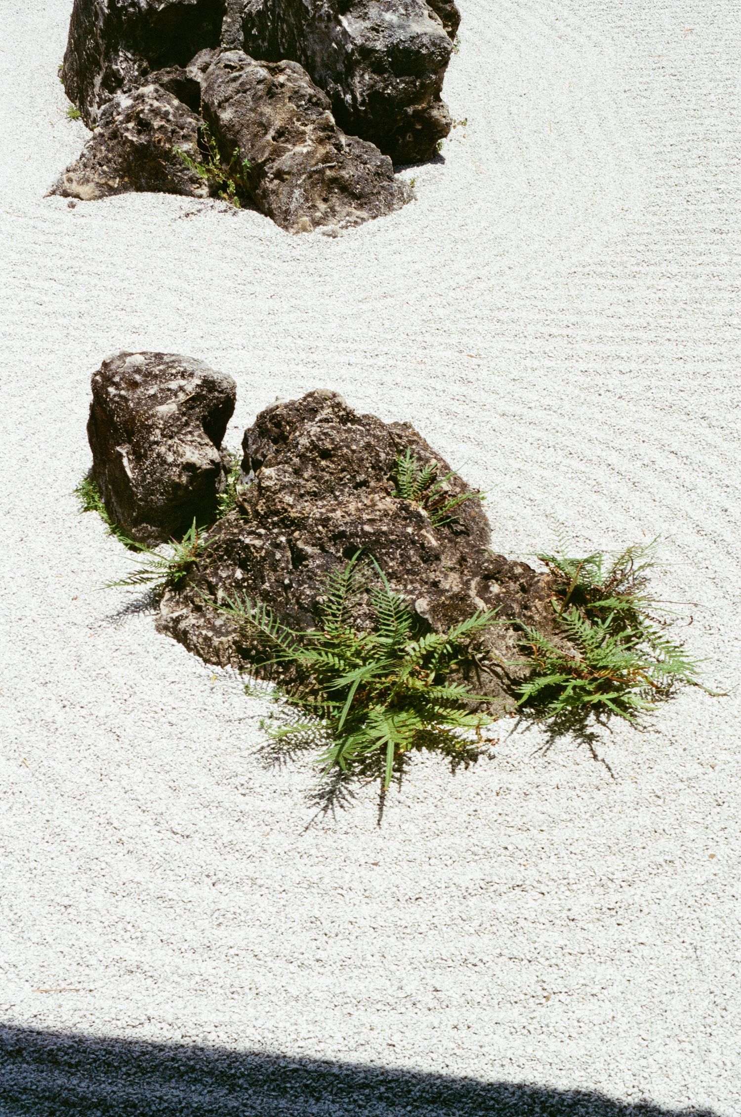 Zen rock garden with raked white sand, dark stones, and lush green ferns creating a tranquil Japanese landscape.