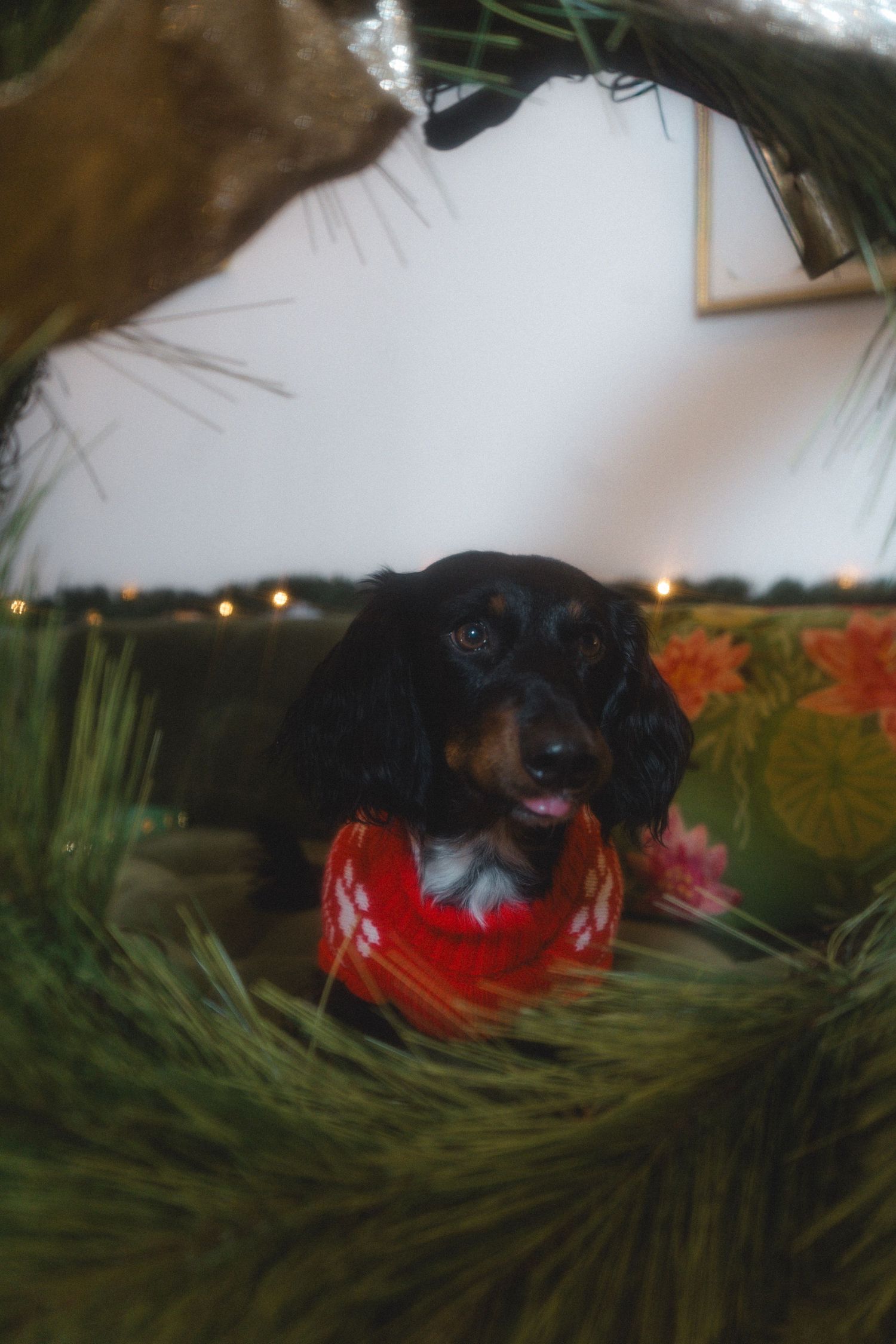 Adorable dachshund in red Christmas sweater peeking through pine tree branches.