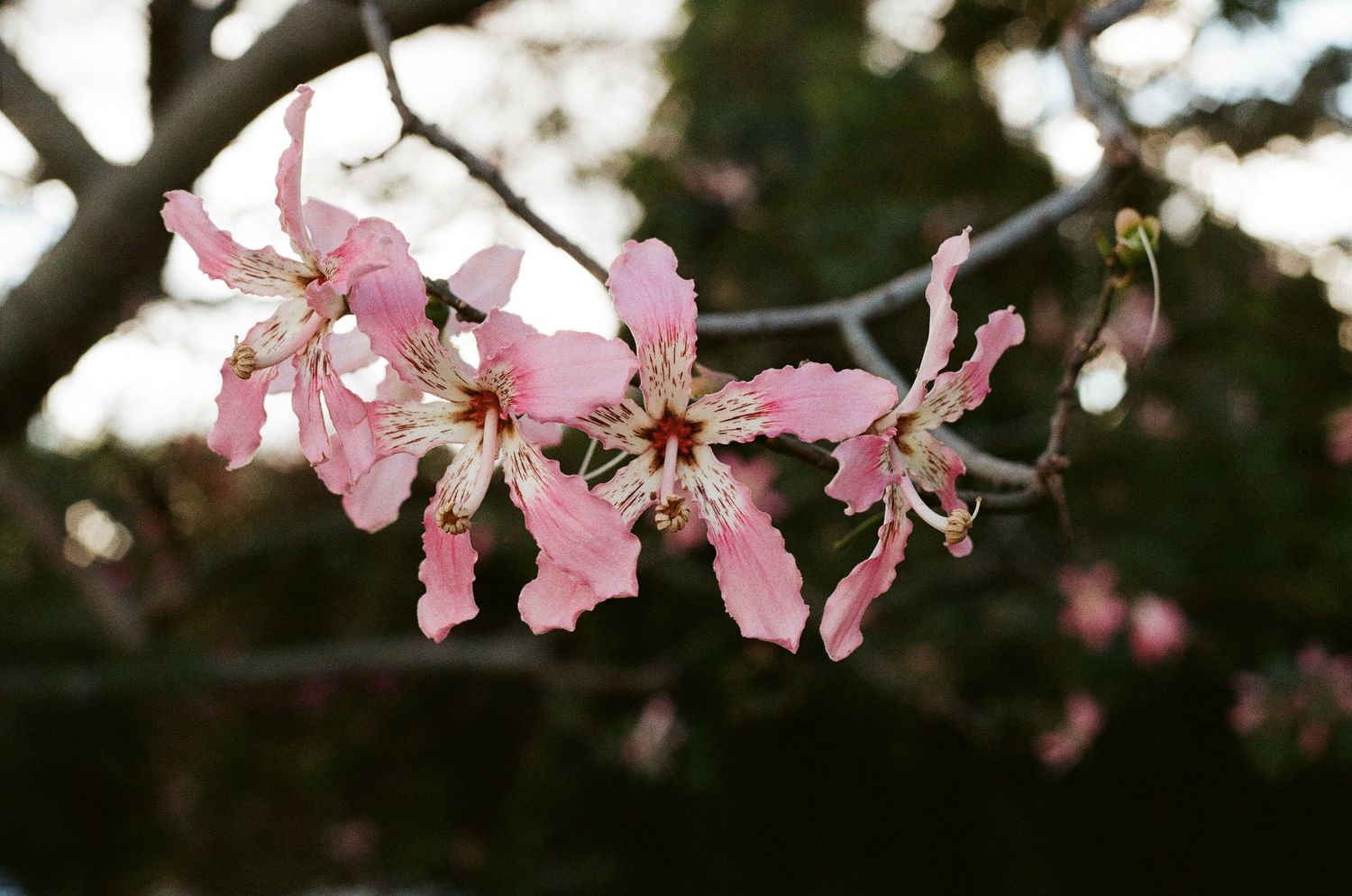 Delicate pink silk floss tree blossoms with white centers bloom on a bare branch against a soft bokeh background.