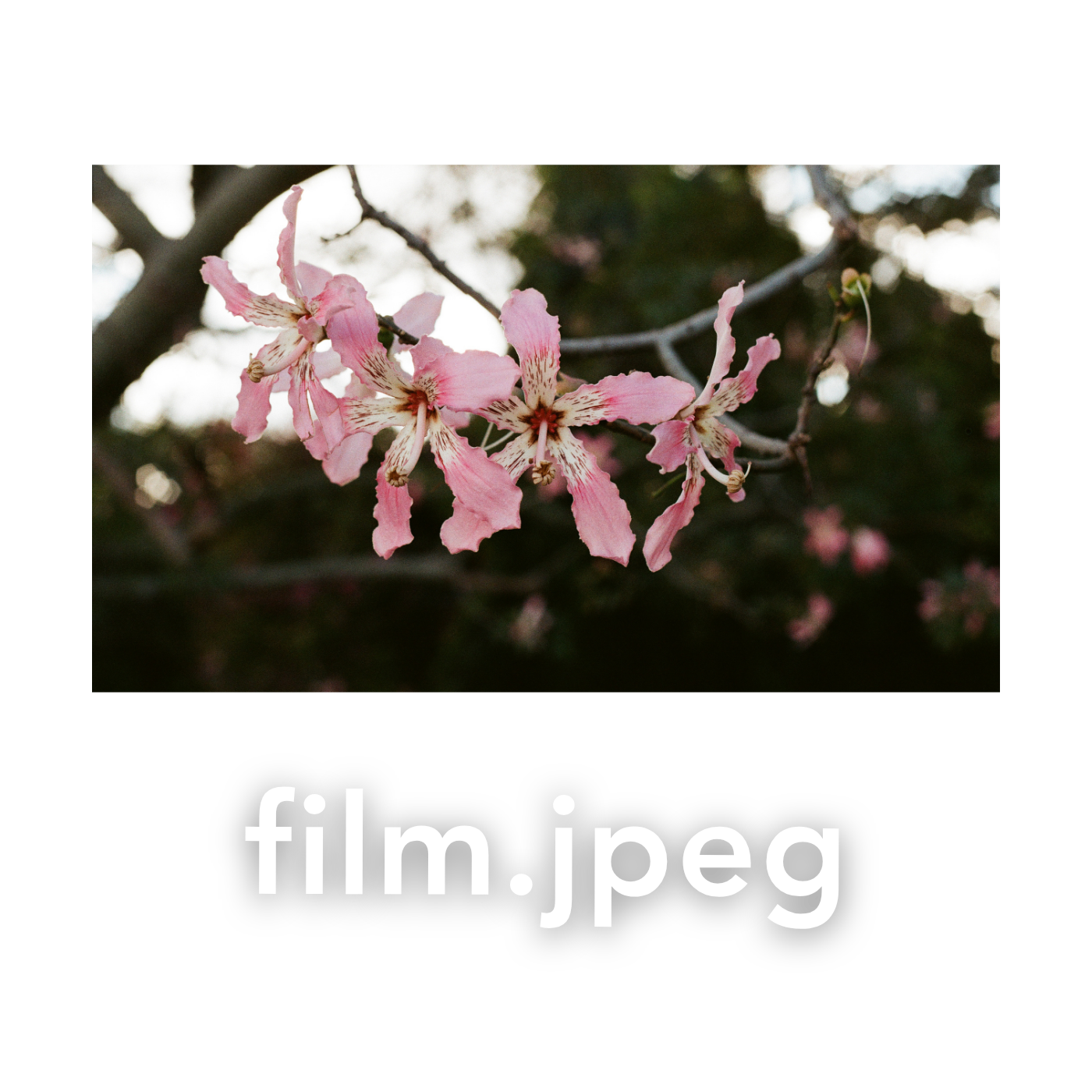 Pink cherry blossoms blooming on a branch against a dark bokeh background in a serene outdoor setting.