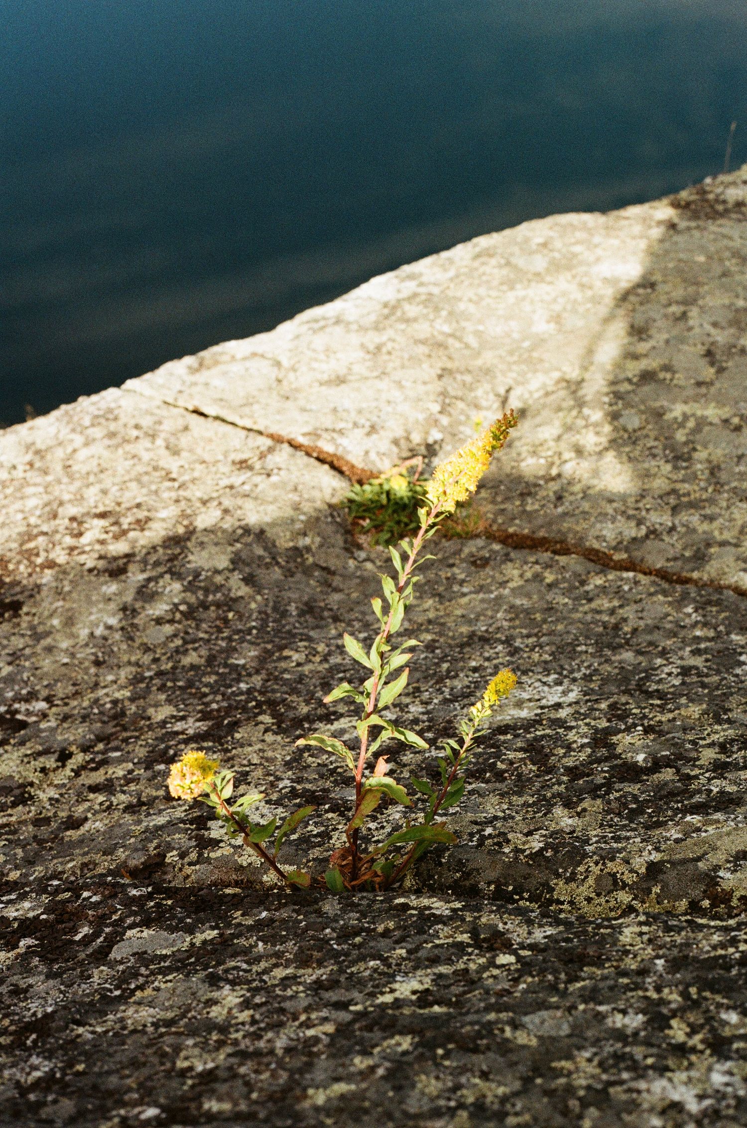 Resilient small yellow wildflower plant growing through a crack in a weathered granite rock beside calm water.