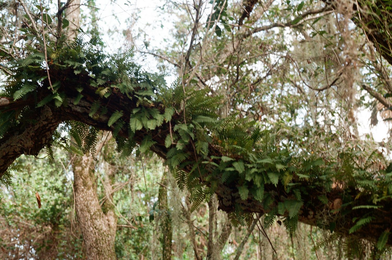 Lush green ferns and moss growing on tree branches in a dense tropical forest.